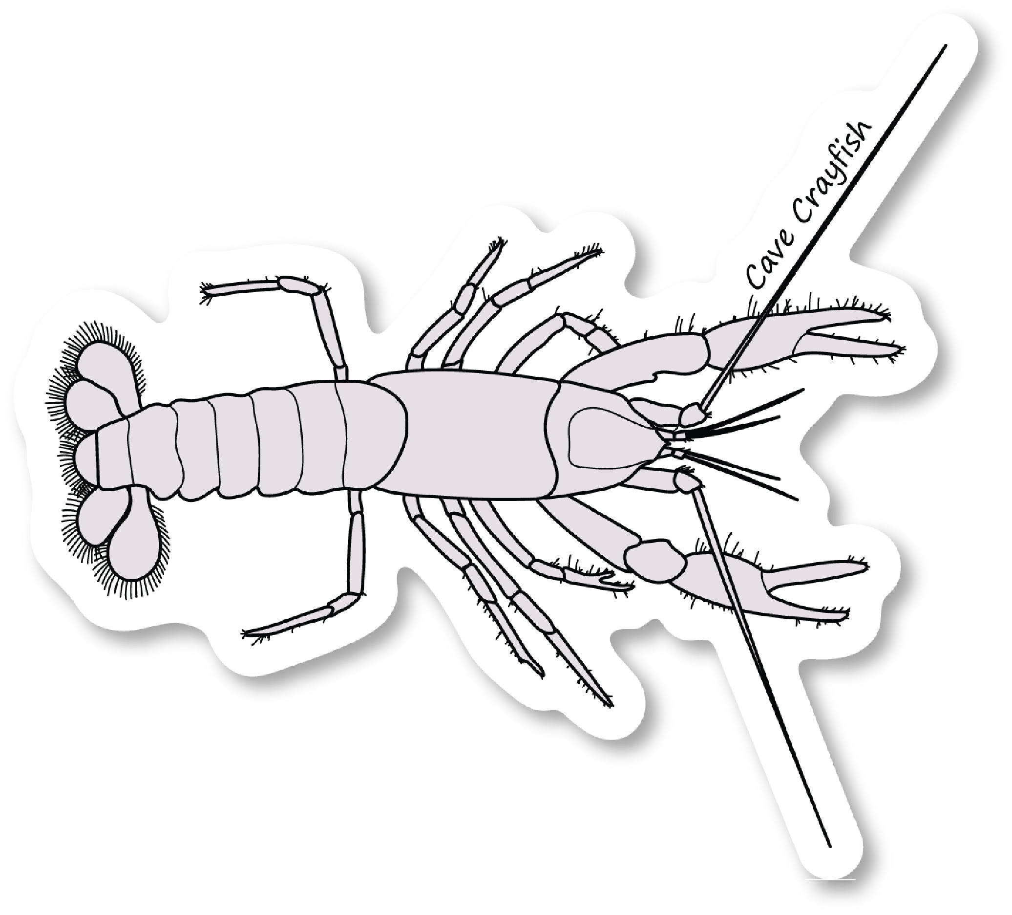Cave Crayfish Vinyl Die Cut Sticker, 3 inch