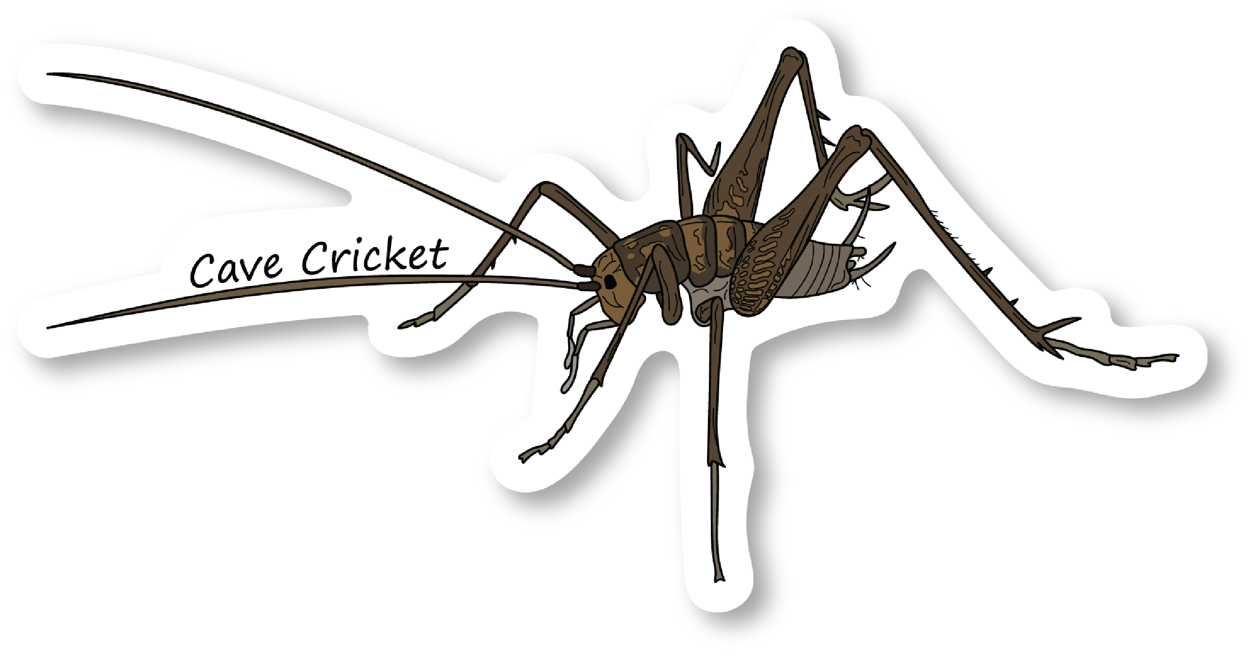 Cave Cricket Vinyl Die Cut Sticker, 4 inch