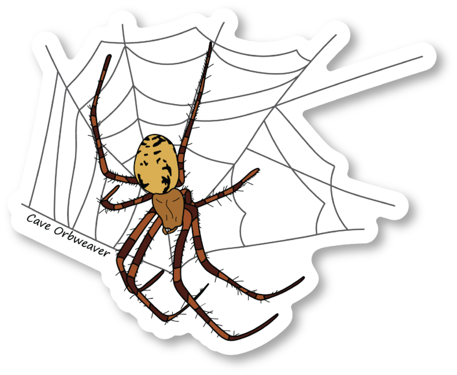 a vector sticker art design of a cave orbweaver spider
