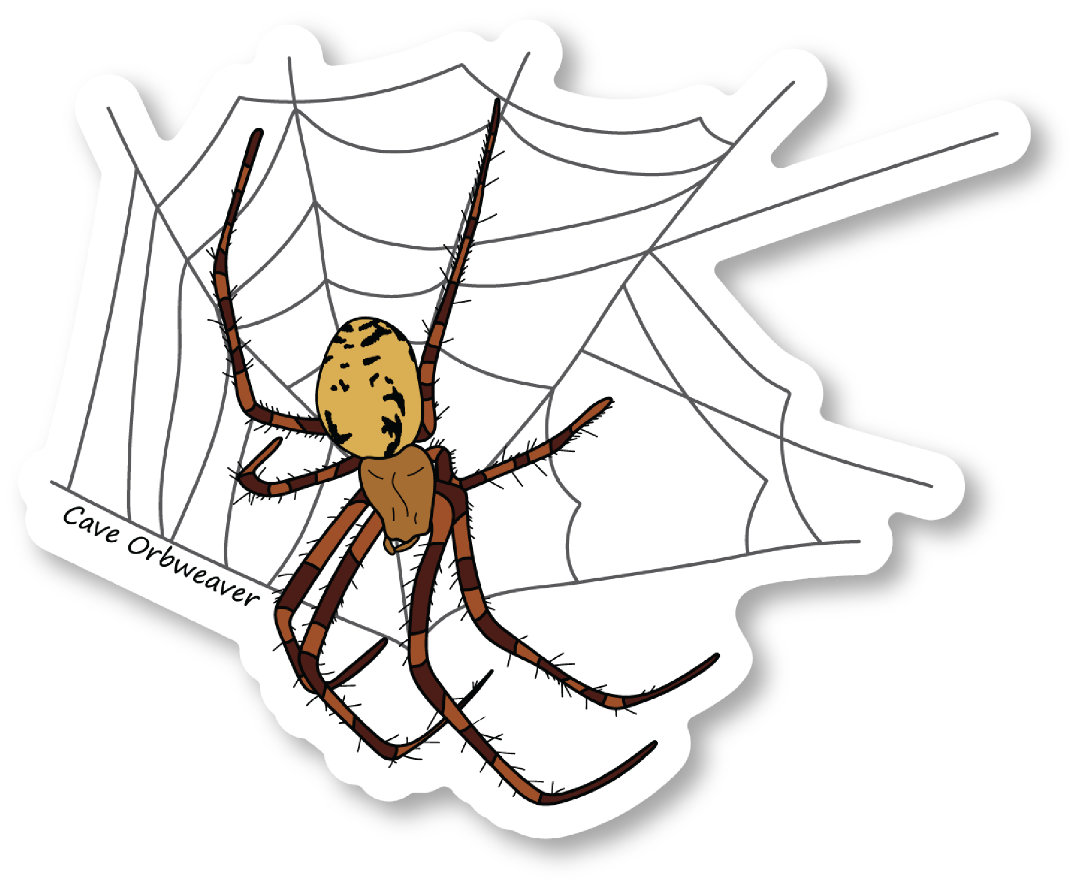 Cave Orbweaver Spider Vinyl Die Cut Sticker, 3 inch
