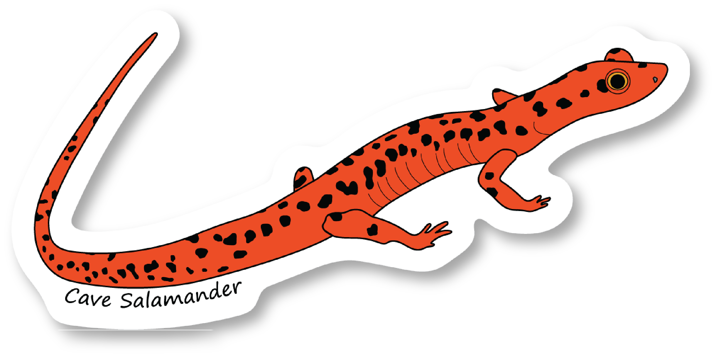 Cave Salamander Vinyl Die Cut Sticker, 3 inch
