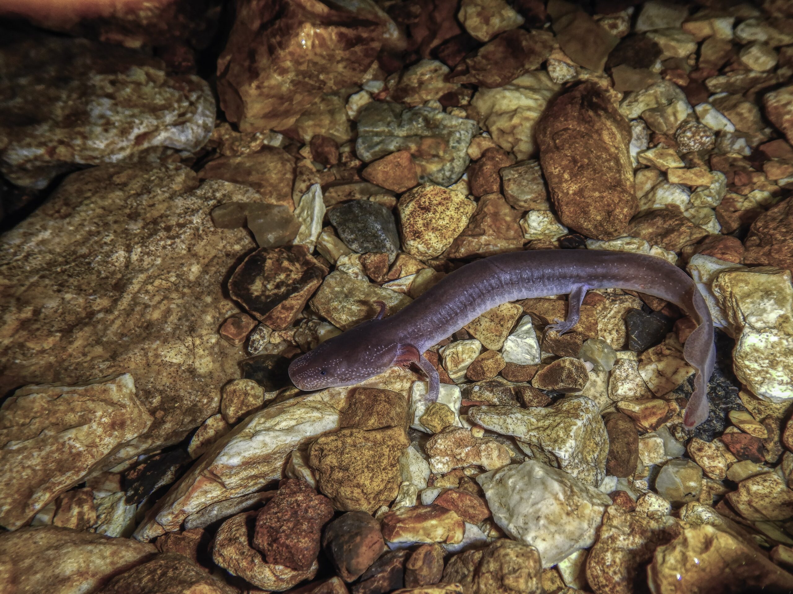 Berry Cave Salamander on a cobble substrate from Berry Cave