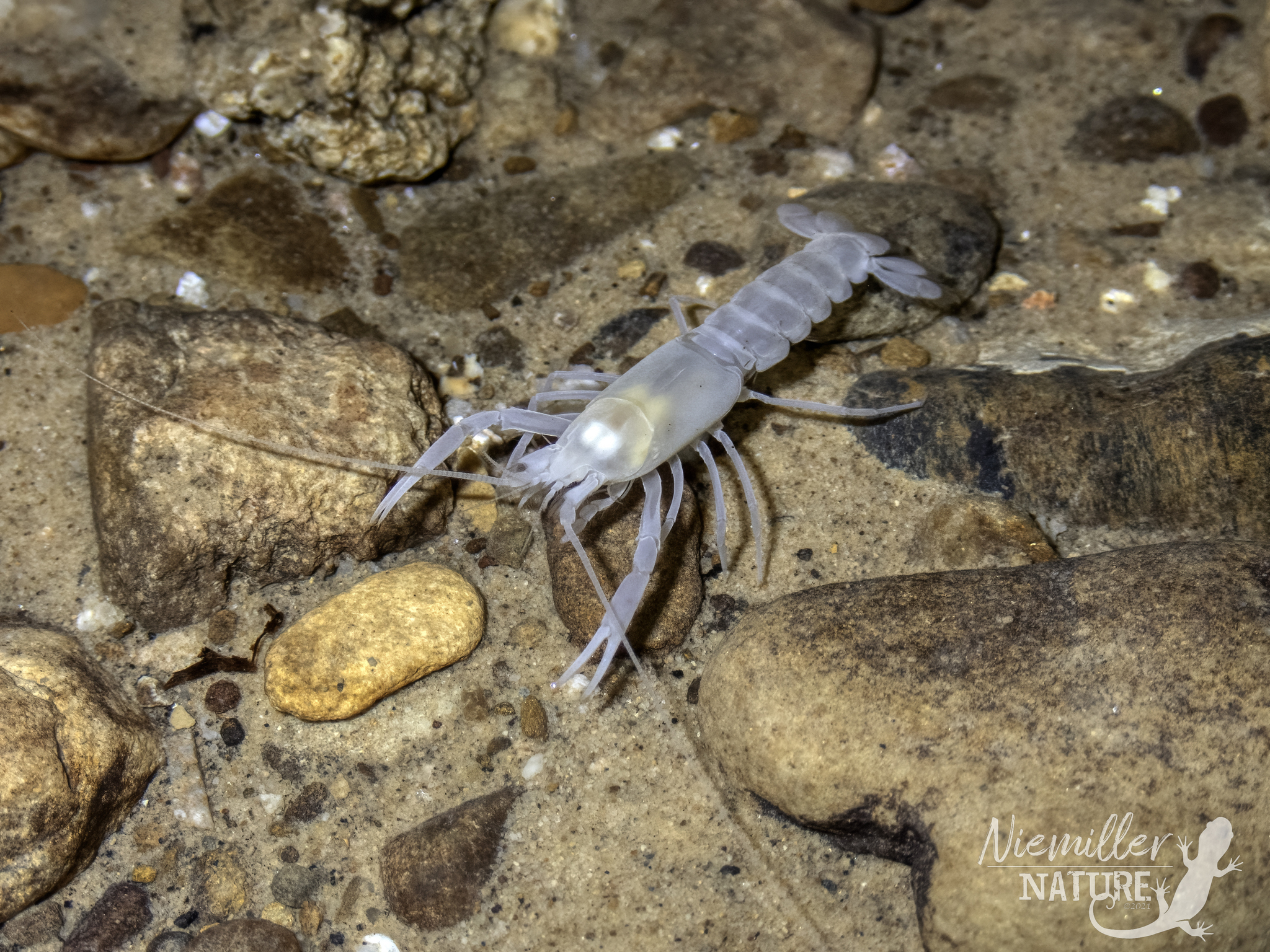 Prickly Cave Crayfish from a cave in Jackson County, Alabama, USA