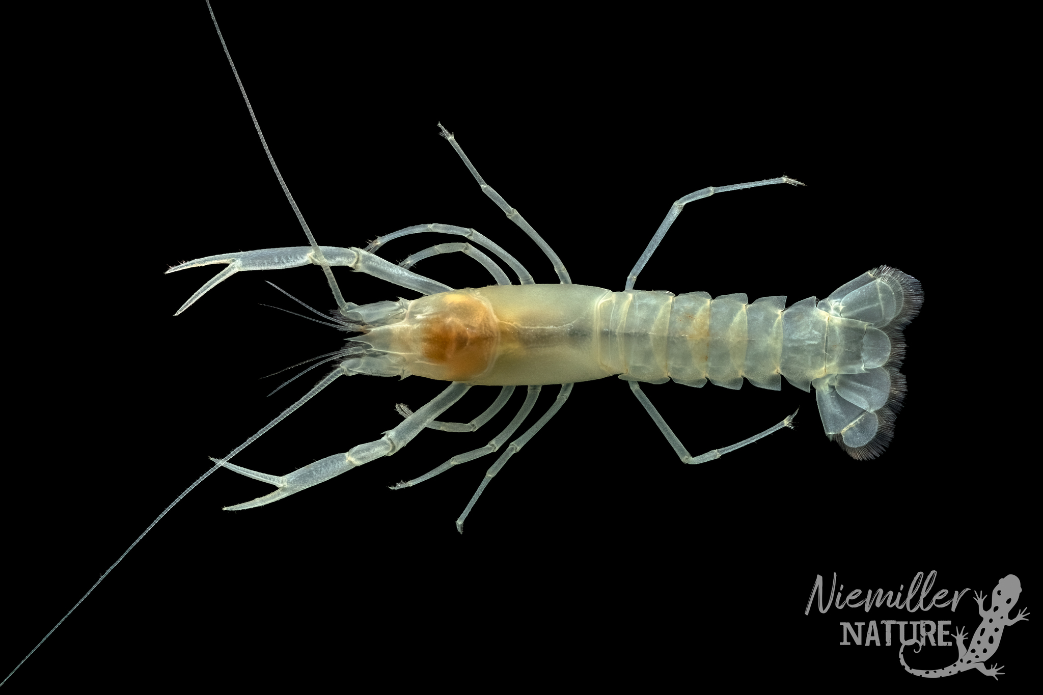 Phantom Cave Crayfish from the type locality in Colbert County, Alabama, USA