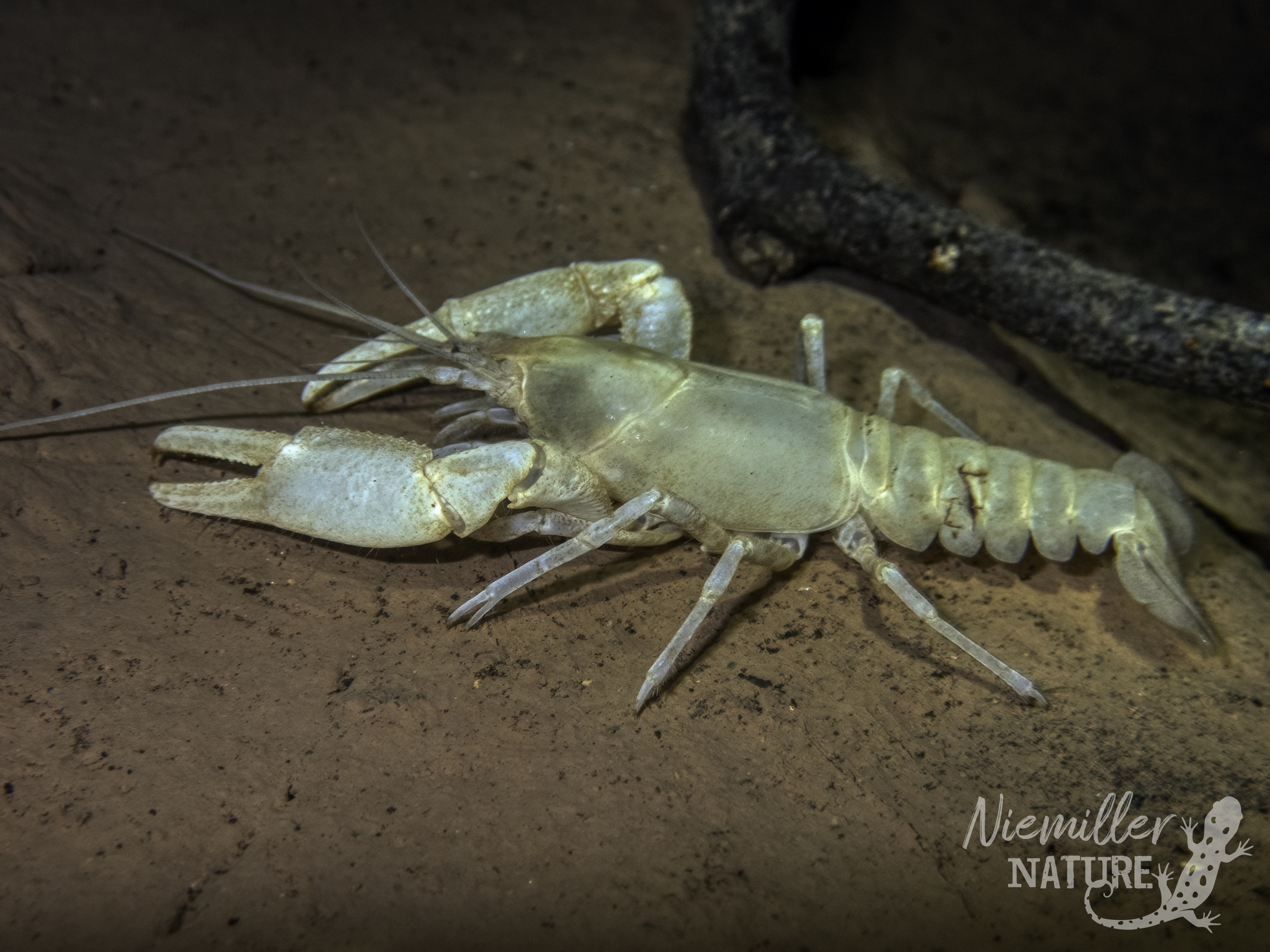 Sweet Home Alabama Cave Crayfish from a cave in Madison County, Alabama, USA