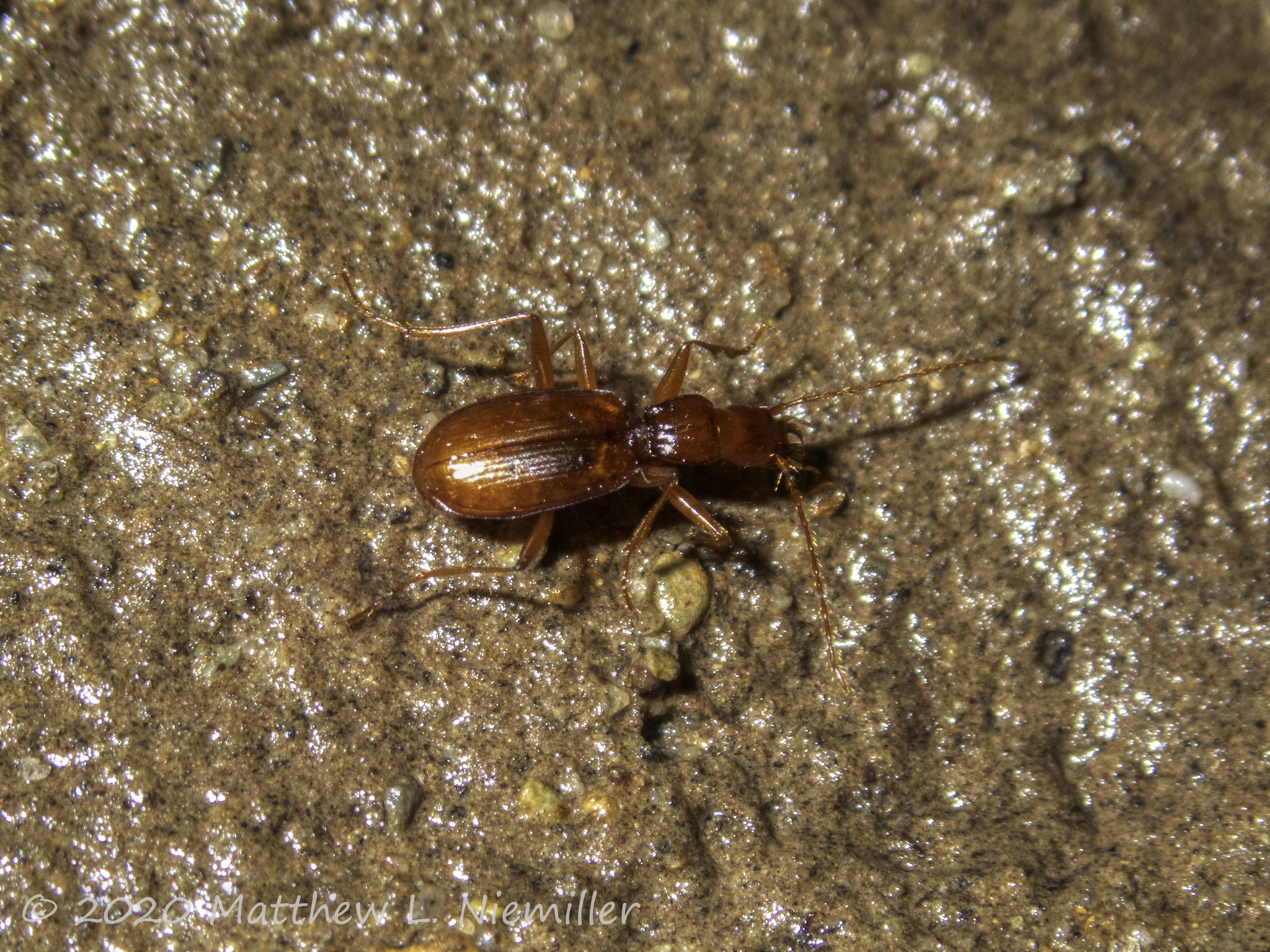 Cave beetle from a cave in Franklin County, Tennessee, USA