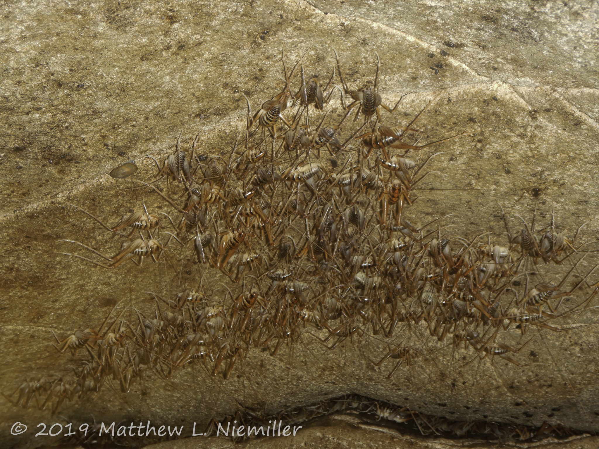 A large aggregation of cave crickets on a cave ceiling in Jackson County, Alabama, USA