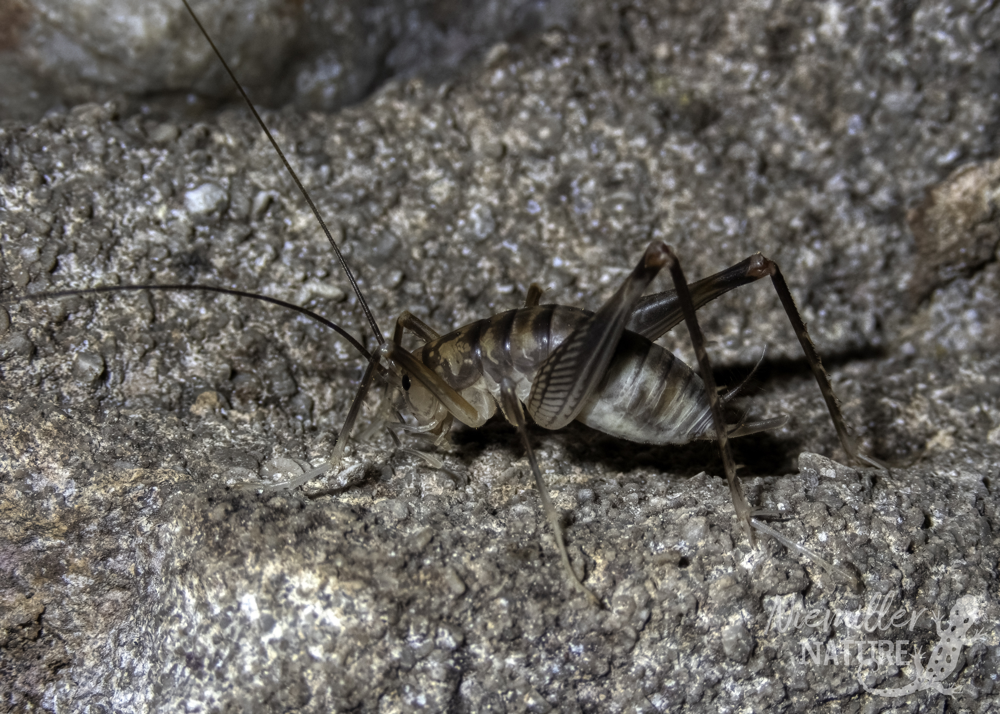 A cave cricket from a cave in Colbert County, Alabama, USA