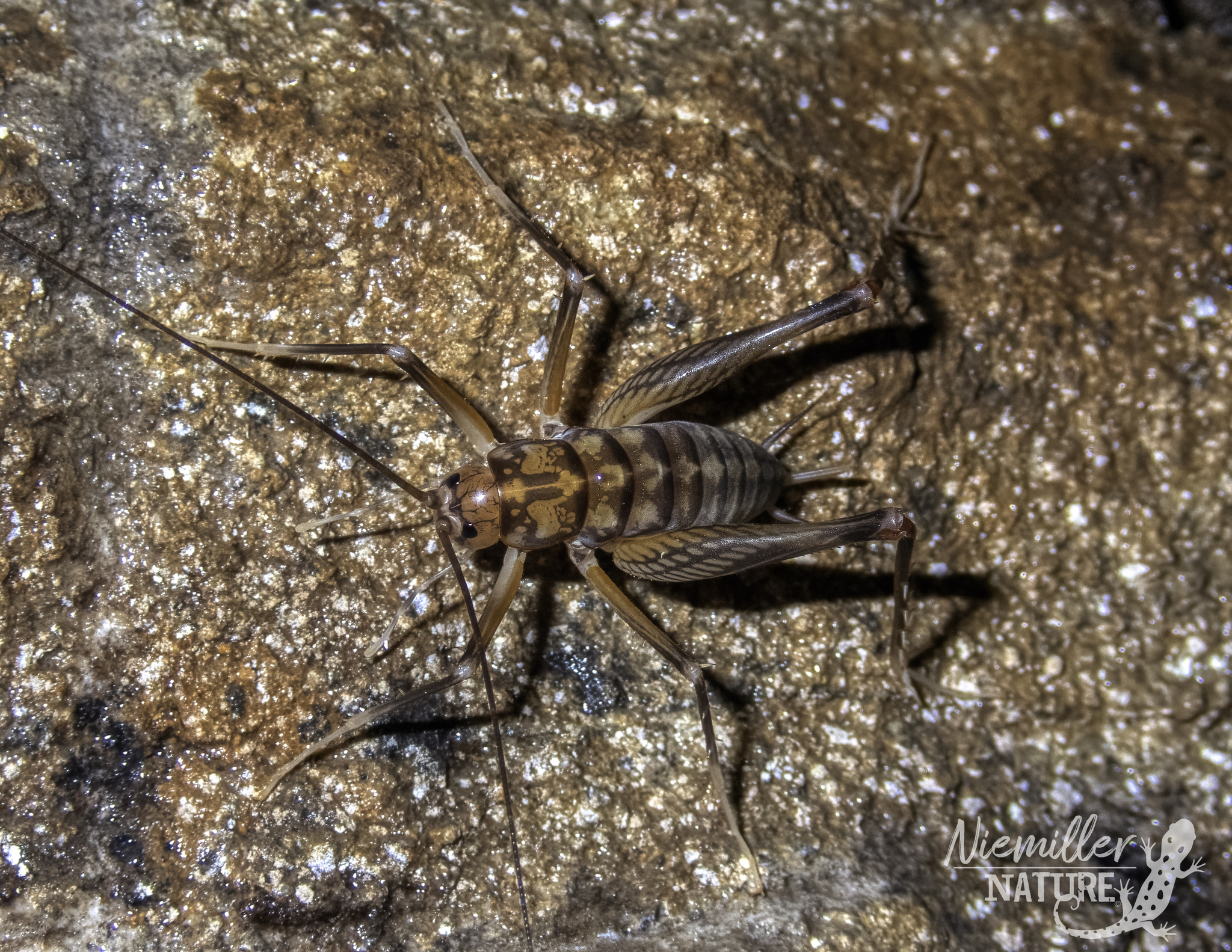 A cave cricket from a cave in Marshall County, Alabama, USA
