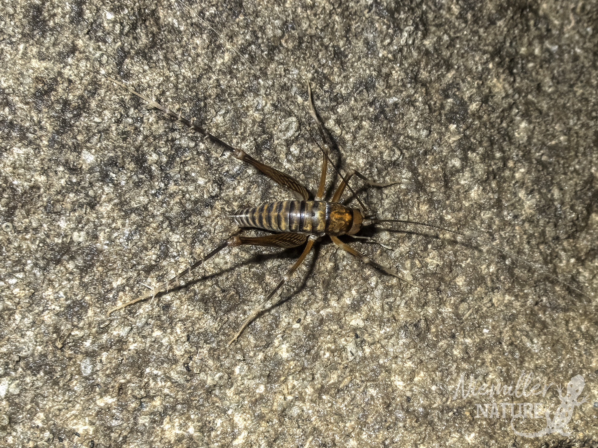 A cave cricket from a cave in Lauderdale County, Alabama, USA