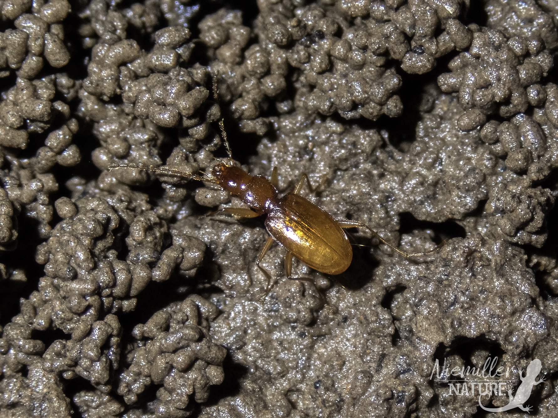 Echo Cave Beetle on a mudbank from a cave in Rutherford County, Tennessee, USA