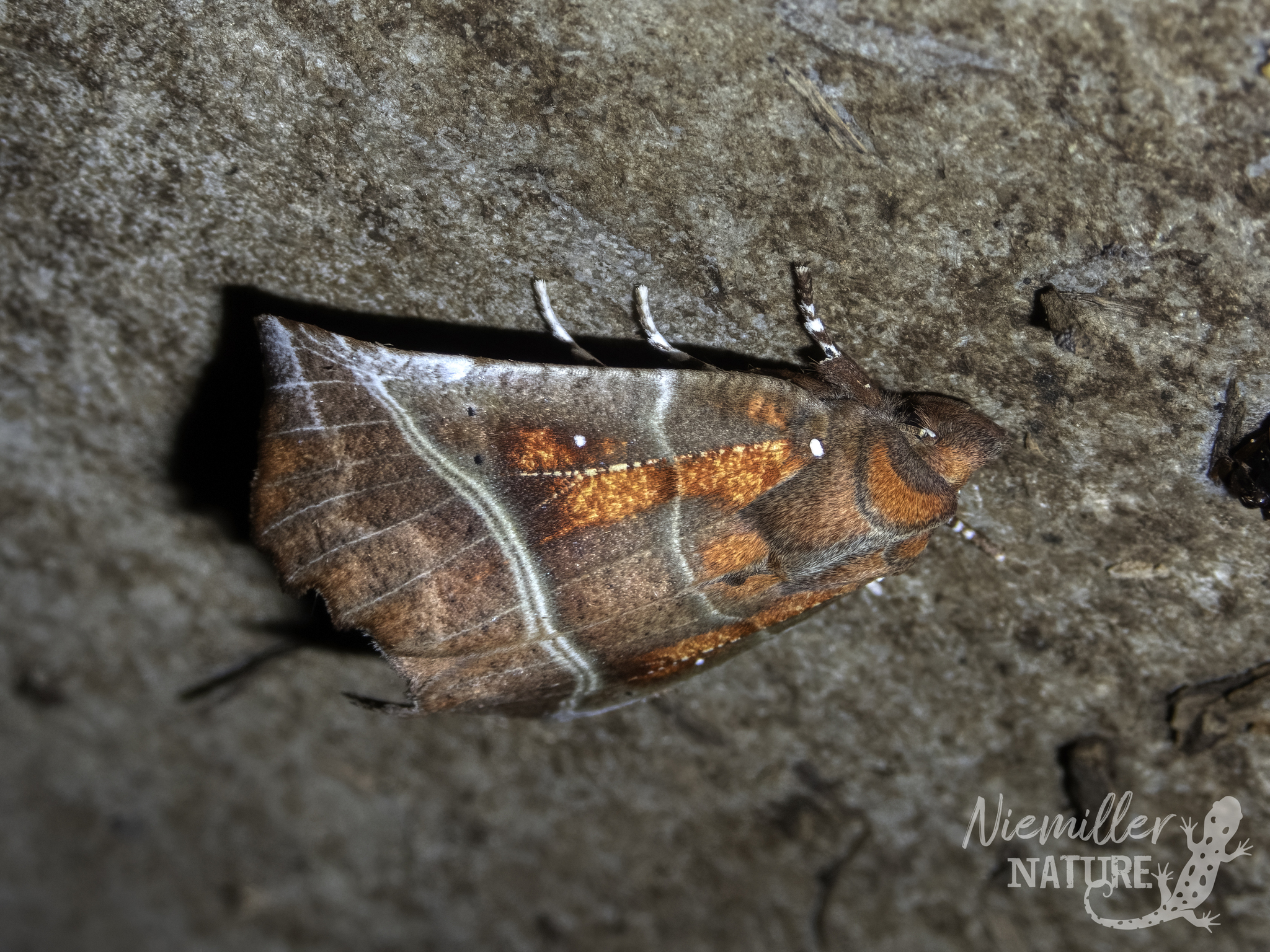 Herald Moth hibernating on a cave ceiling in Jackson County, Alabama, USA