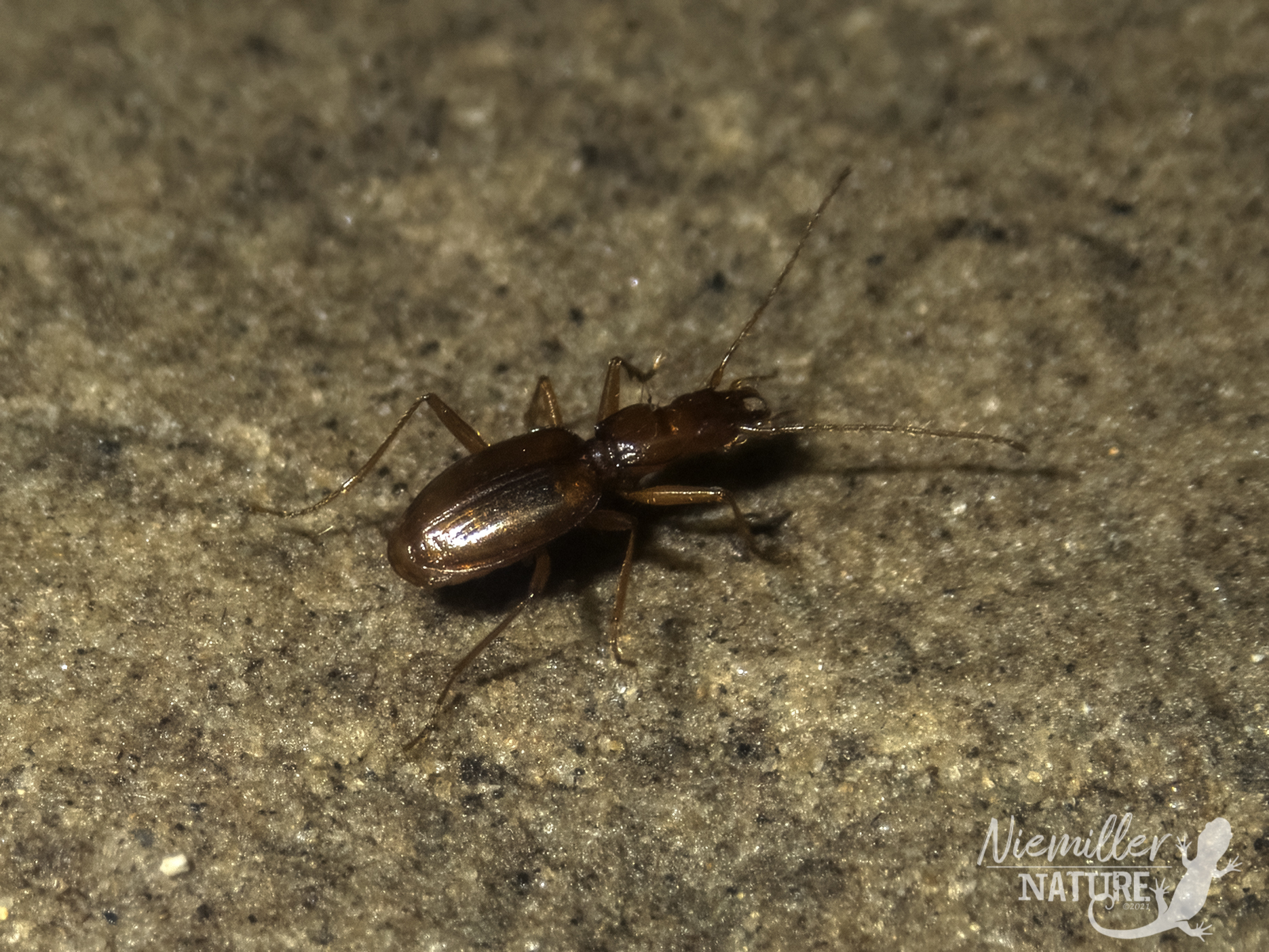 Cave beetle from a cave in Grundy County, Tennessee, USA