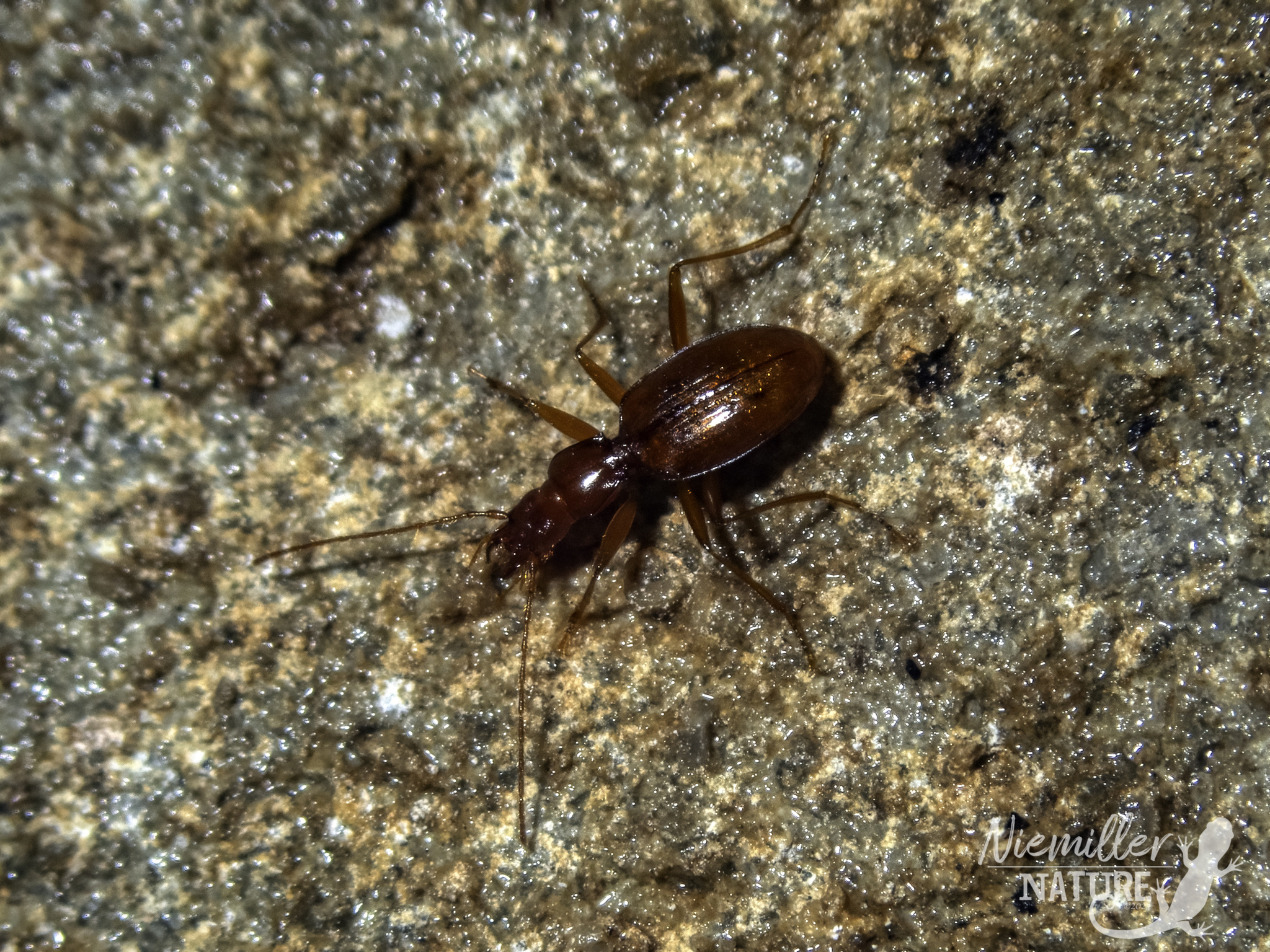 Intermediate Cave Beetle from a cave in Grundy County, Tennessee, USA