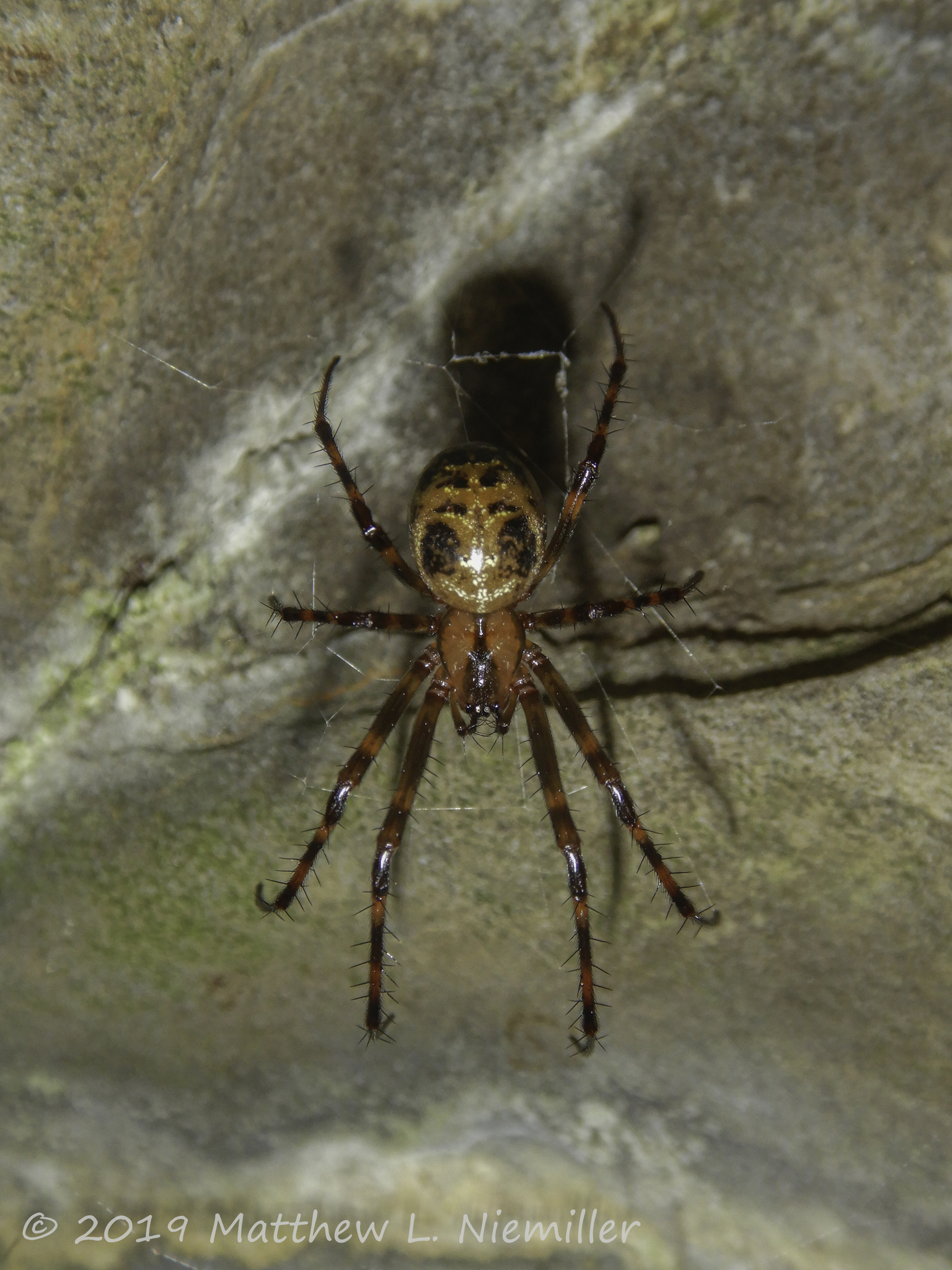 Cave Orbweaver from a cave in Madison County, Alabama, USA