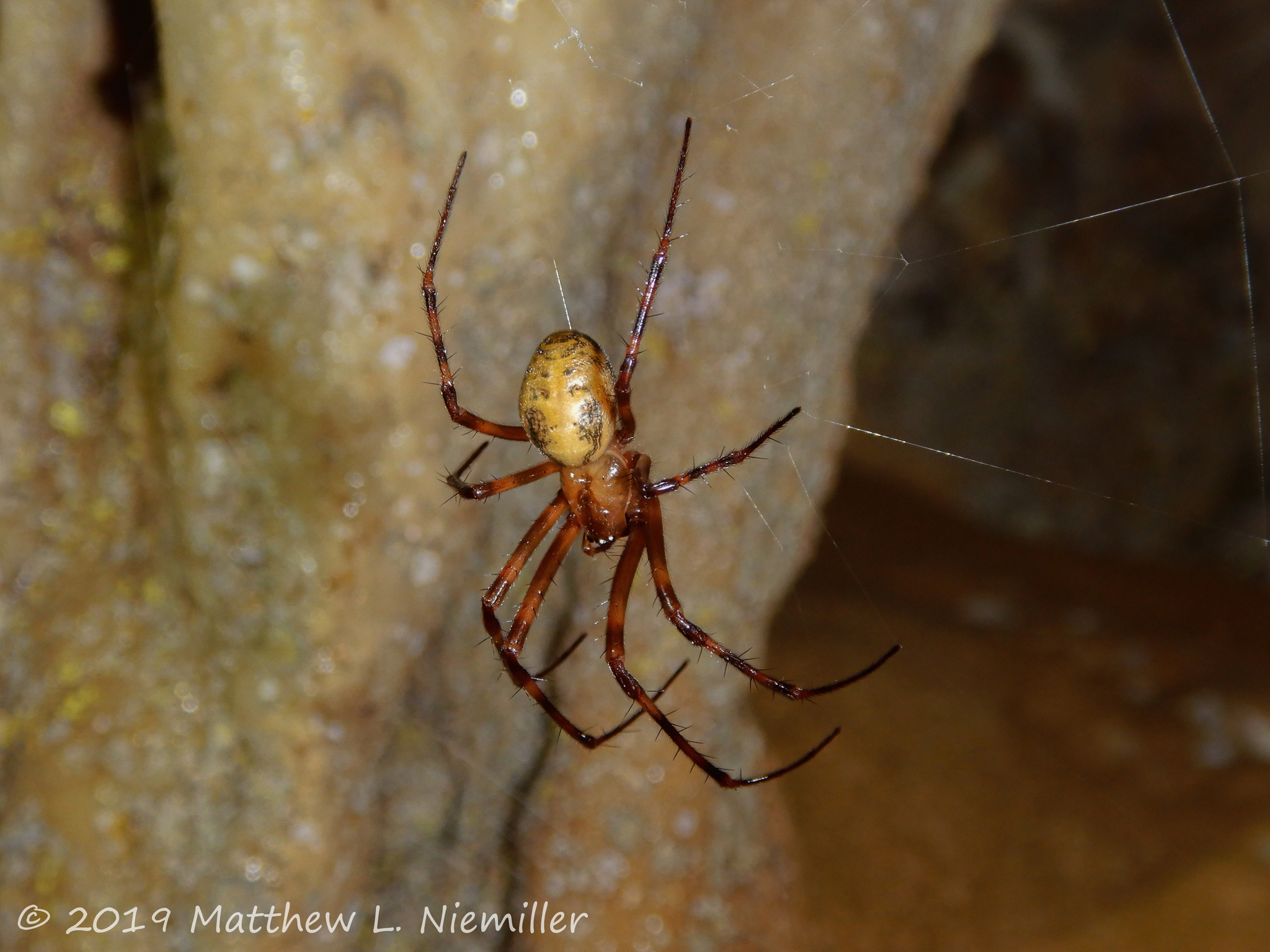 Cave Orbweaver from a cave in Marshall County, Alabama, USA