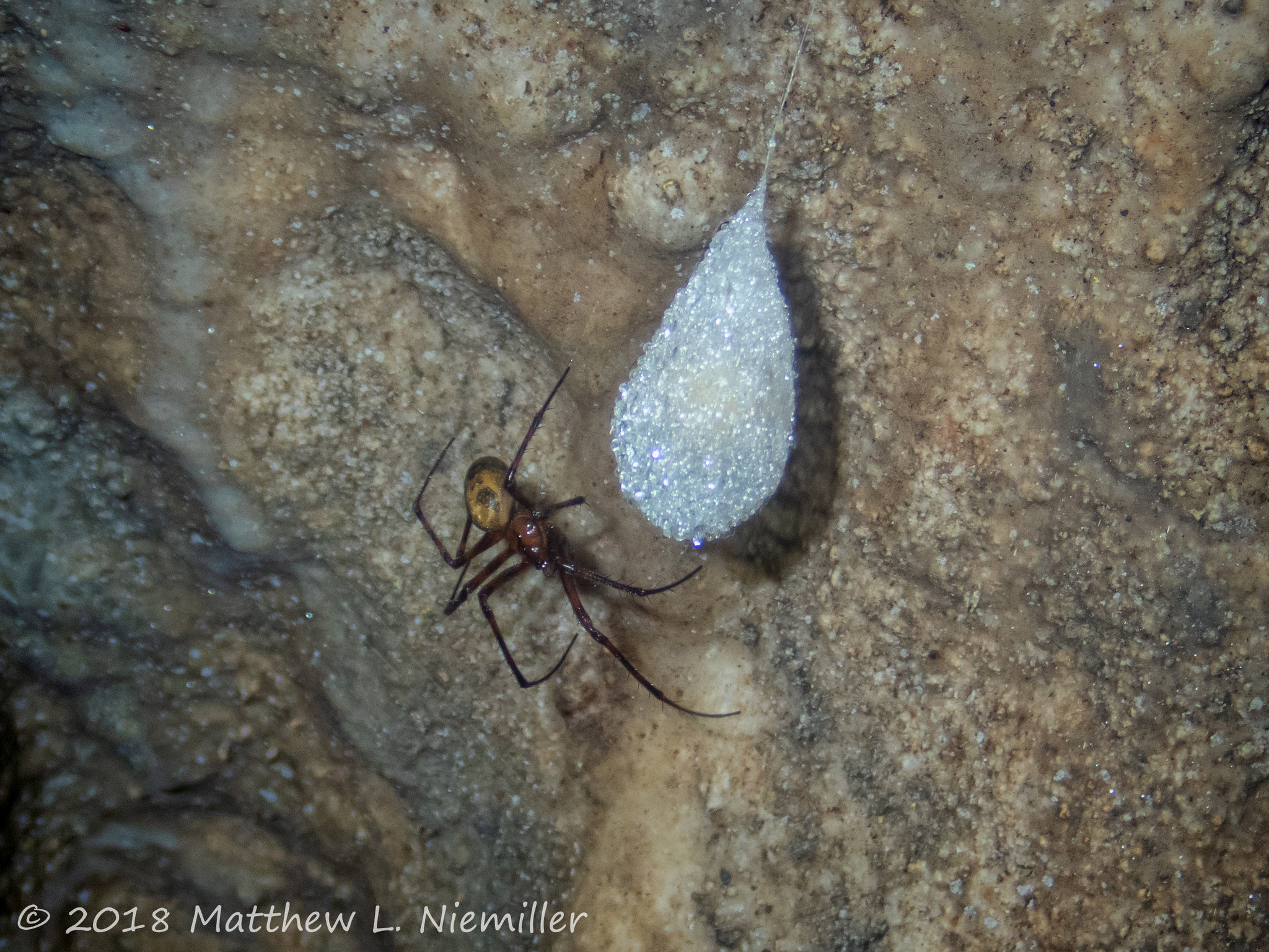 Cave Orbweaver female guarding an egg sac in a cave in Knox County, Tennessee, USA