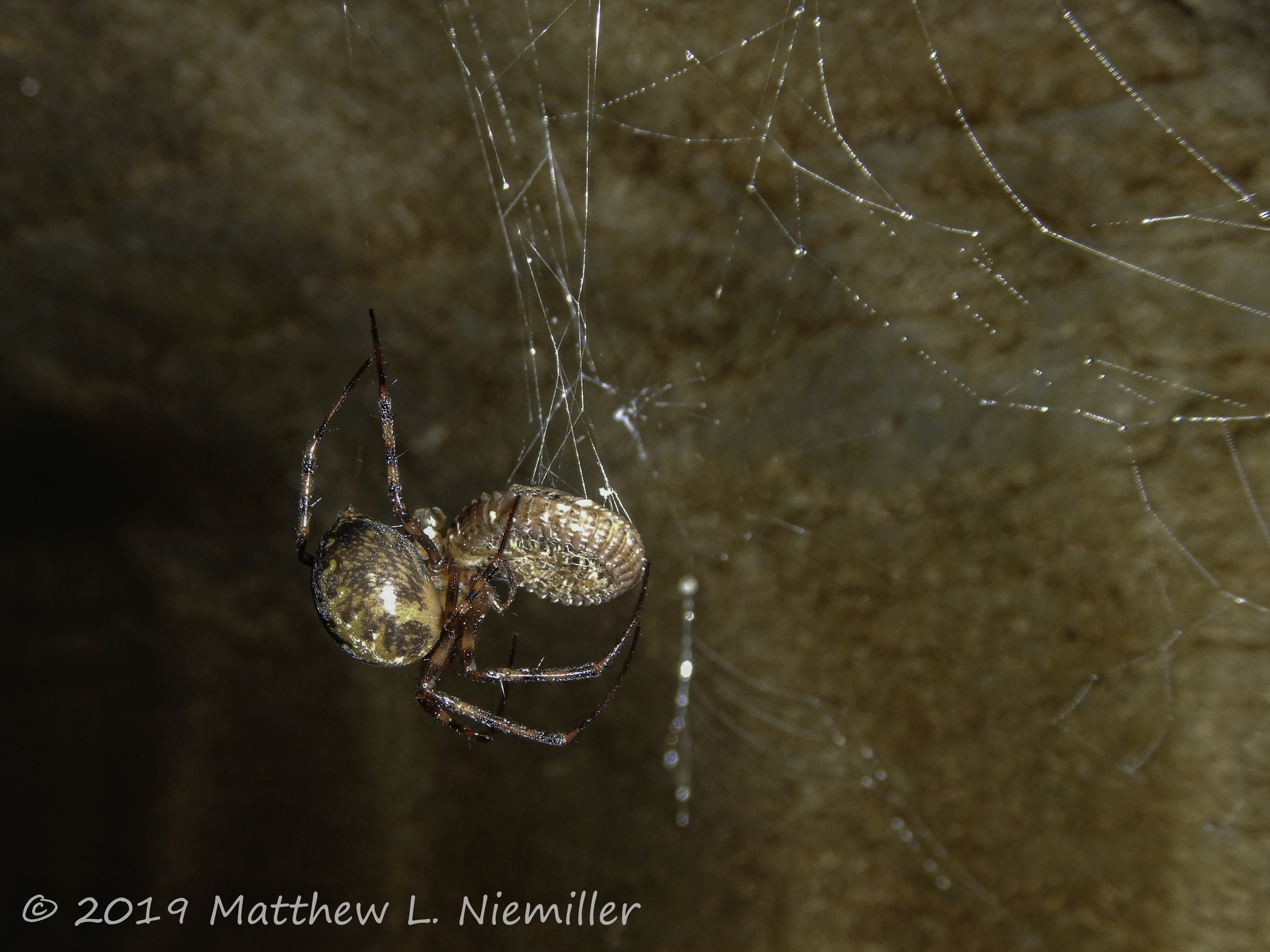 Cave Orbweaver capturing a millipede from a cave in Madison County, Alabama, USA