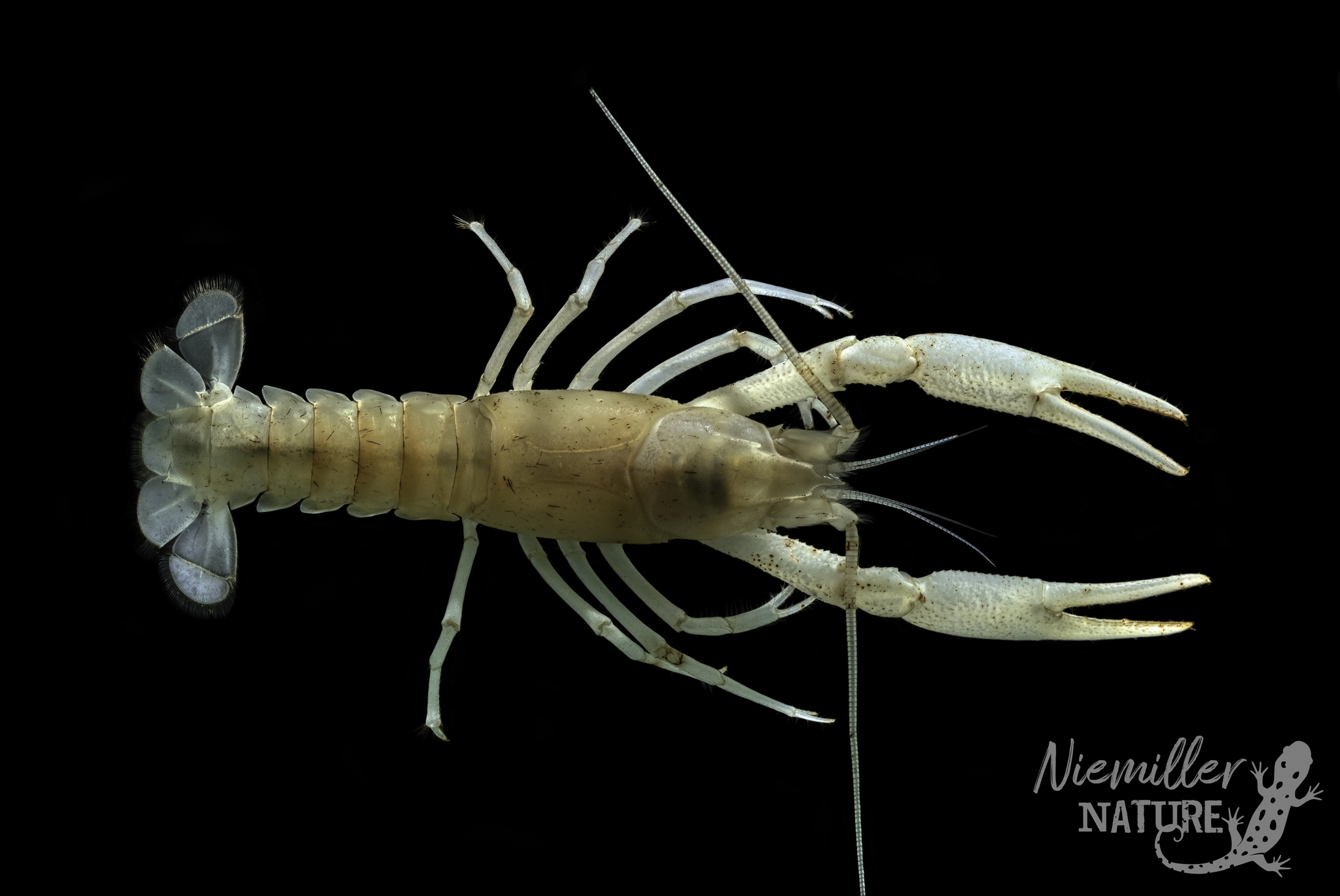 Southern Cave Crayfish from a cave in Madison County, Alabama, USA