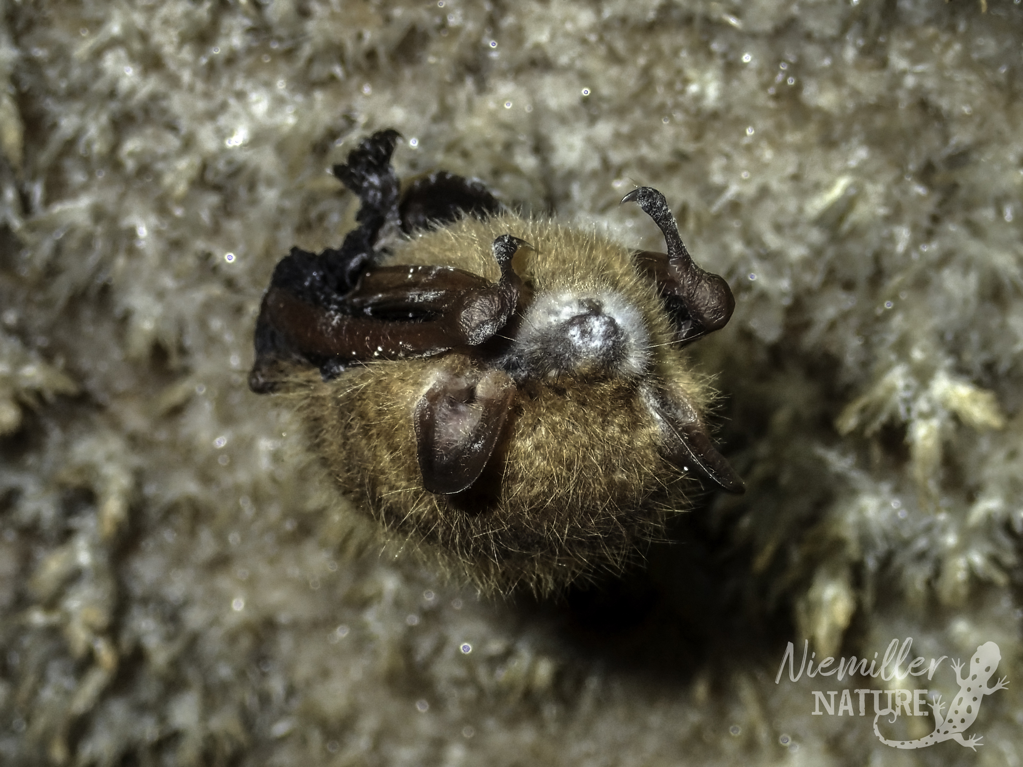 A cluster of five Tricolored Bats hibernating on a cave wall