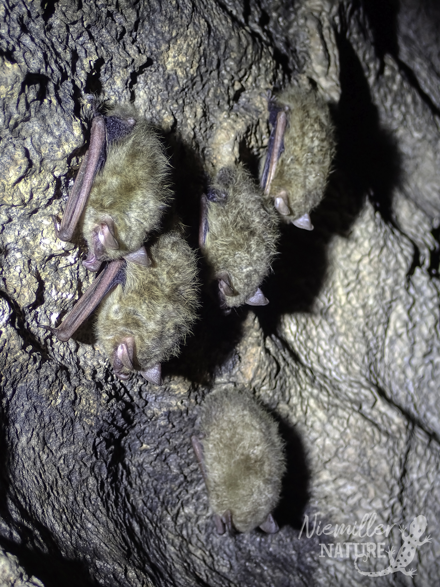 A cluster of five Tricolored Bats hibernating on a cave wall