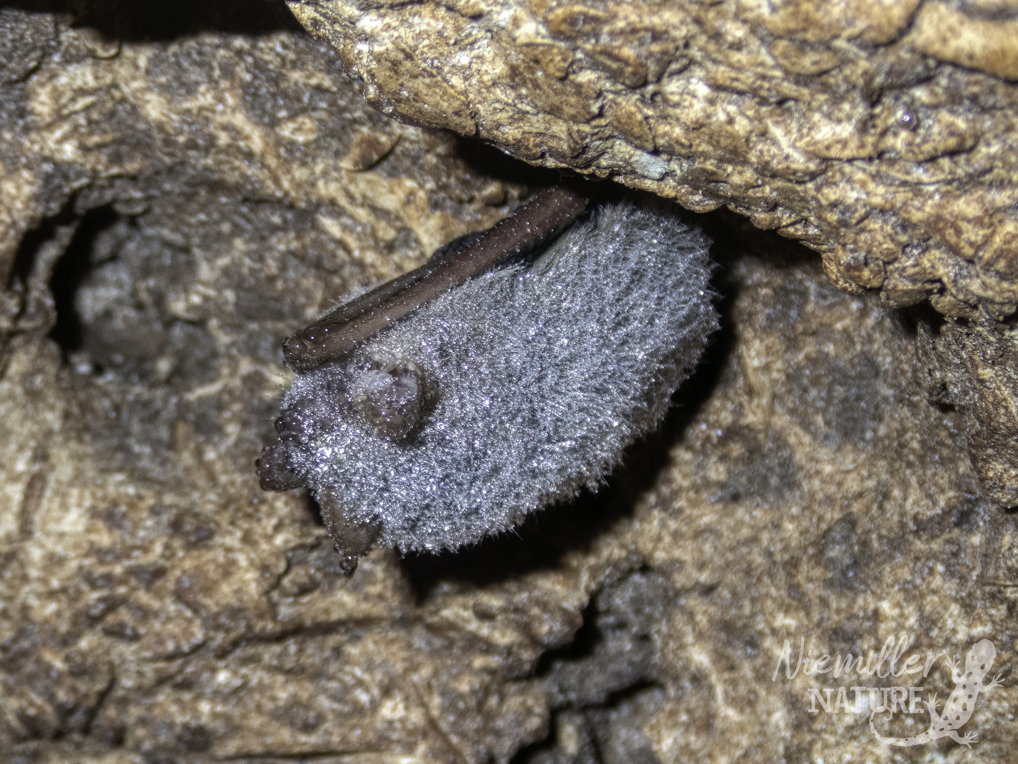 Tricolored Bat hibernating on a cave ceiling with condensation on its fur