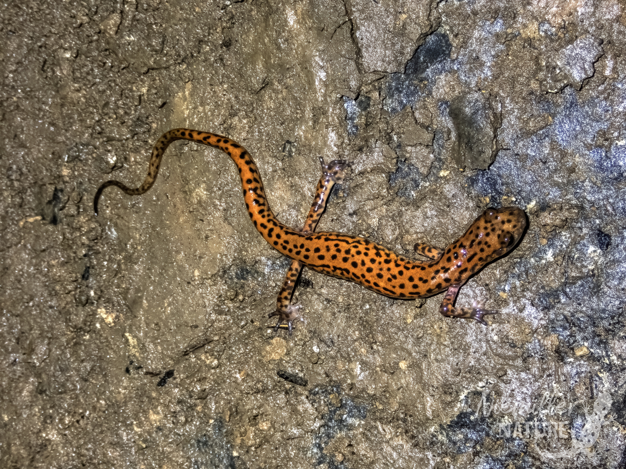 Cave Salamander adult with orange coloration and black spotting on a cave wall in DeKalb County, ALabama, USA