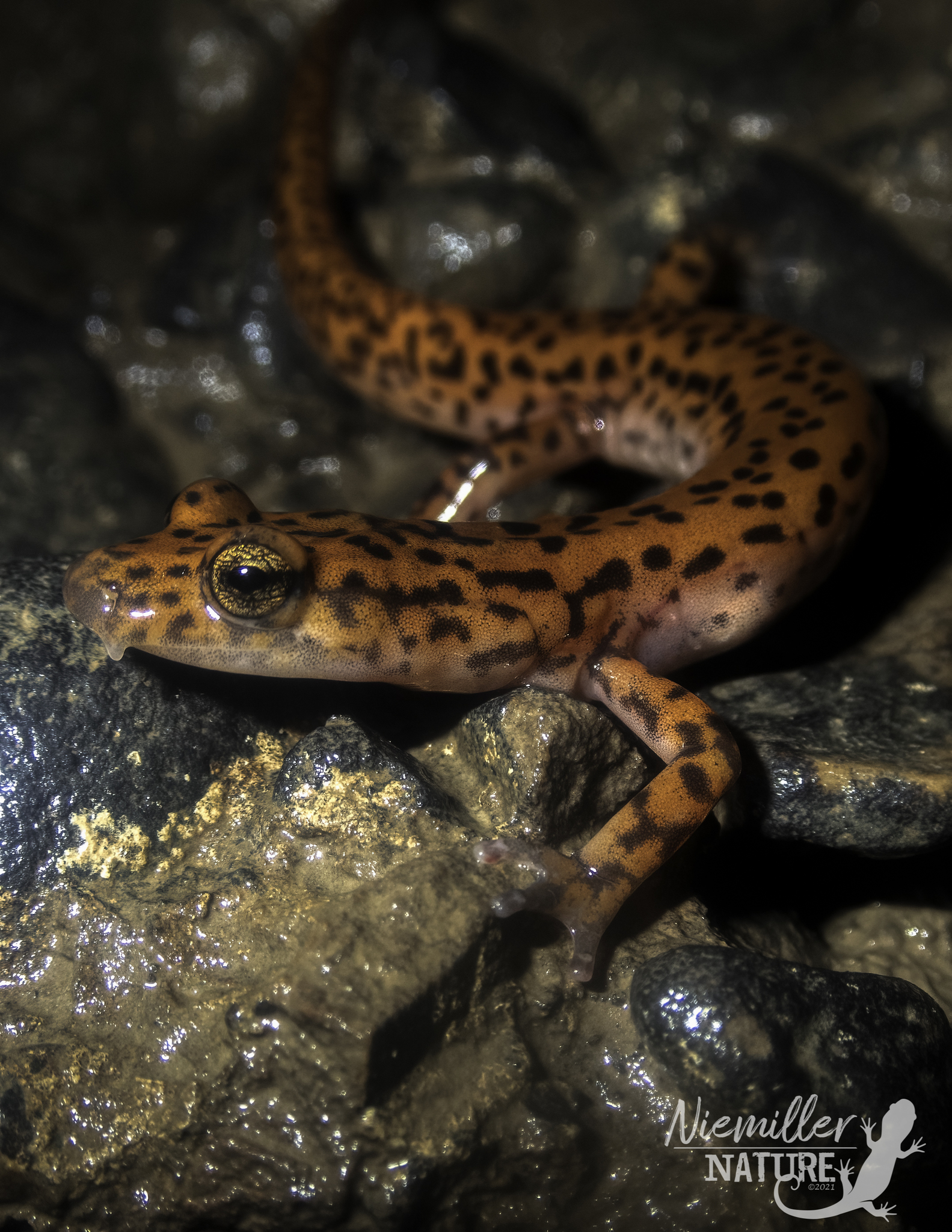 Cave Salamander adult along a cave stream in Jackson County, Alabama, USA
