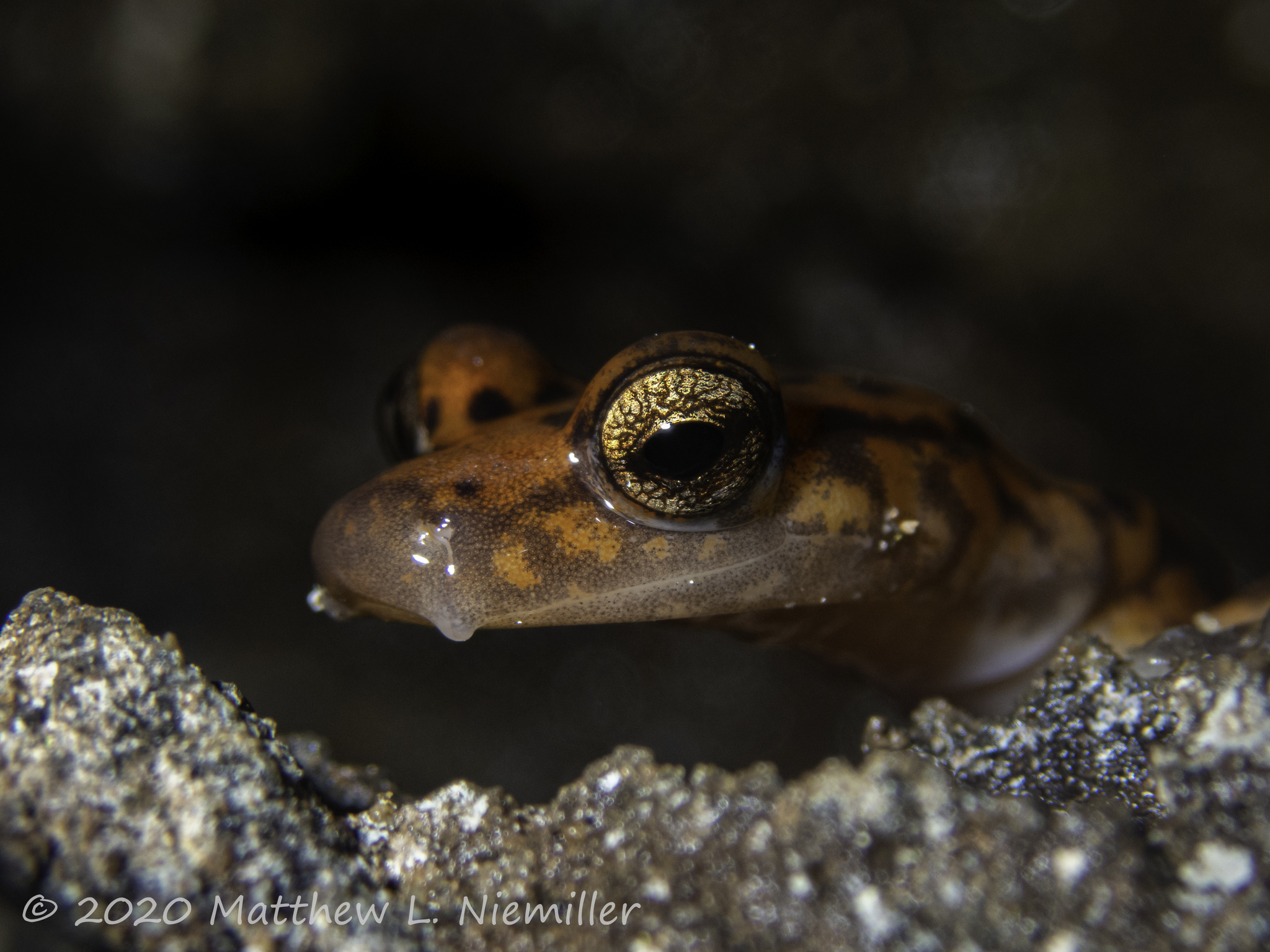 Close up of the head of a Cave Salamander from Morgan County, Alabama, USA