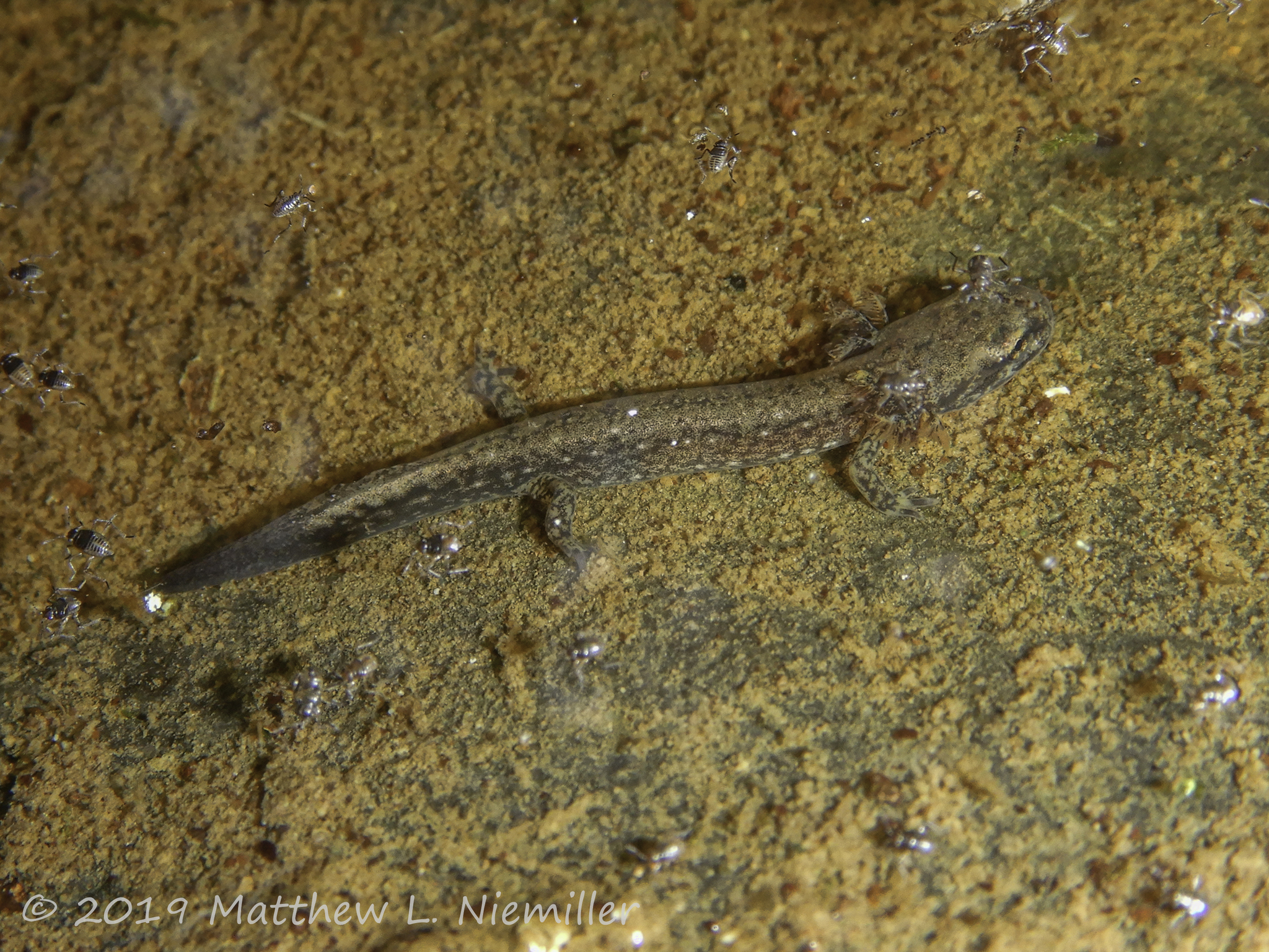 Cave Salamander larva from a cave stream in Cannon County, Tennessee, USA