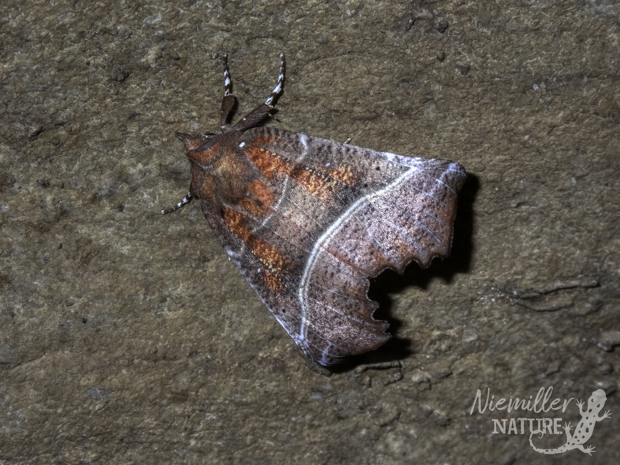Herald Moth on the ceiling of a cave in Jackson County, Alabama, USA