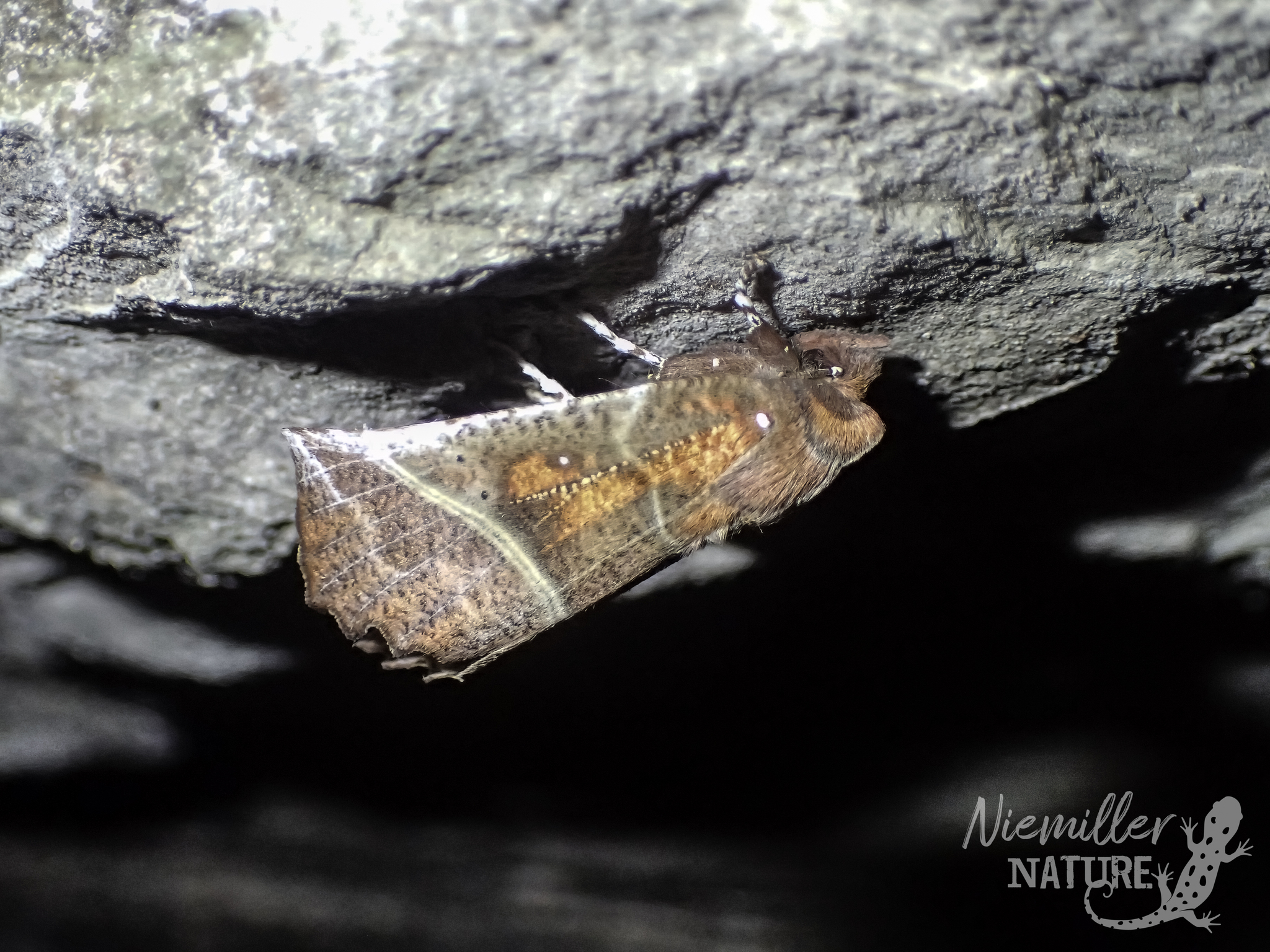 Herald Moth on the ceiling of a cave in Macon County, Tennessee, USA