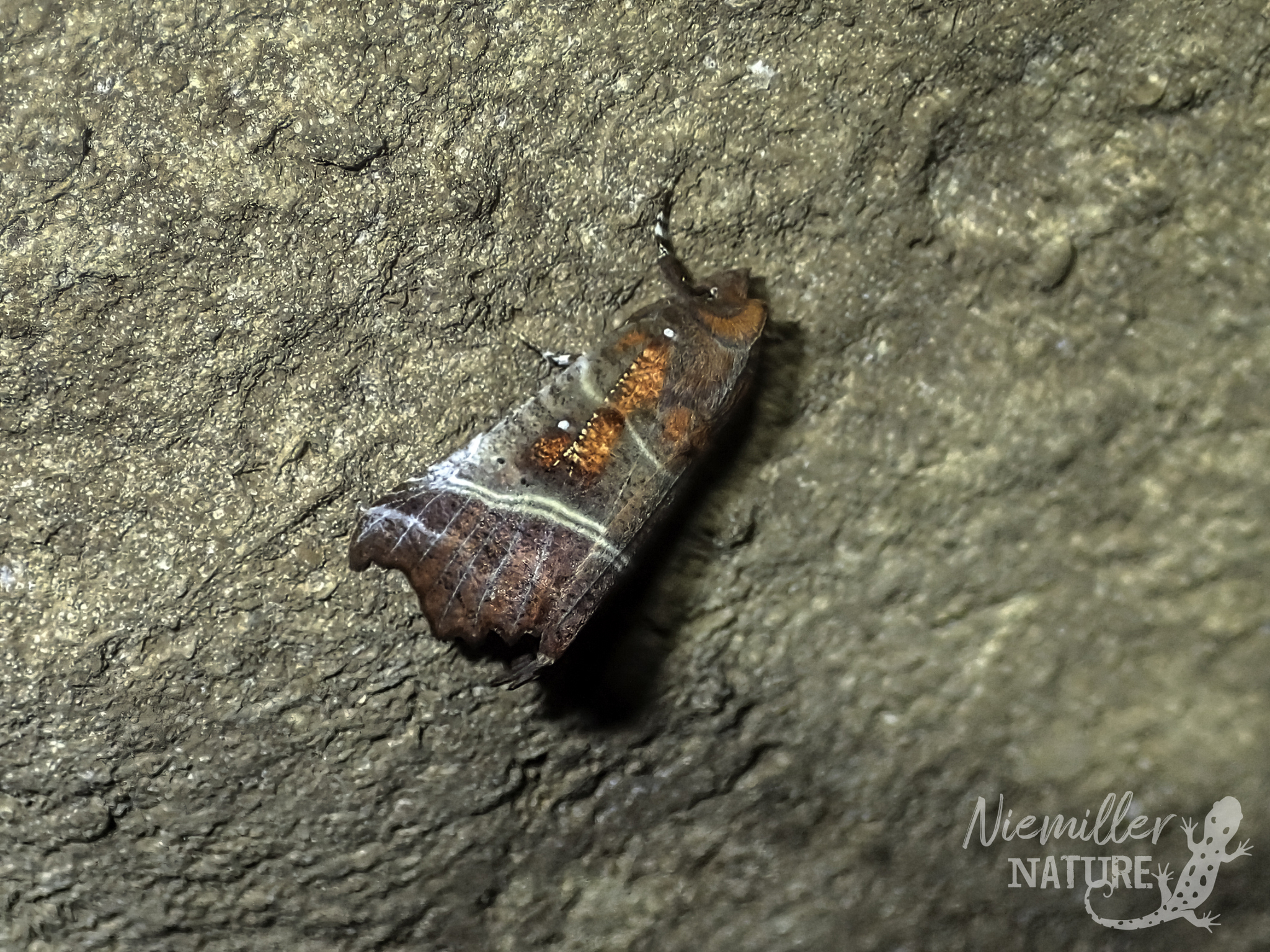 Herald Moth from a cave in Union County, Illinois, USA