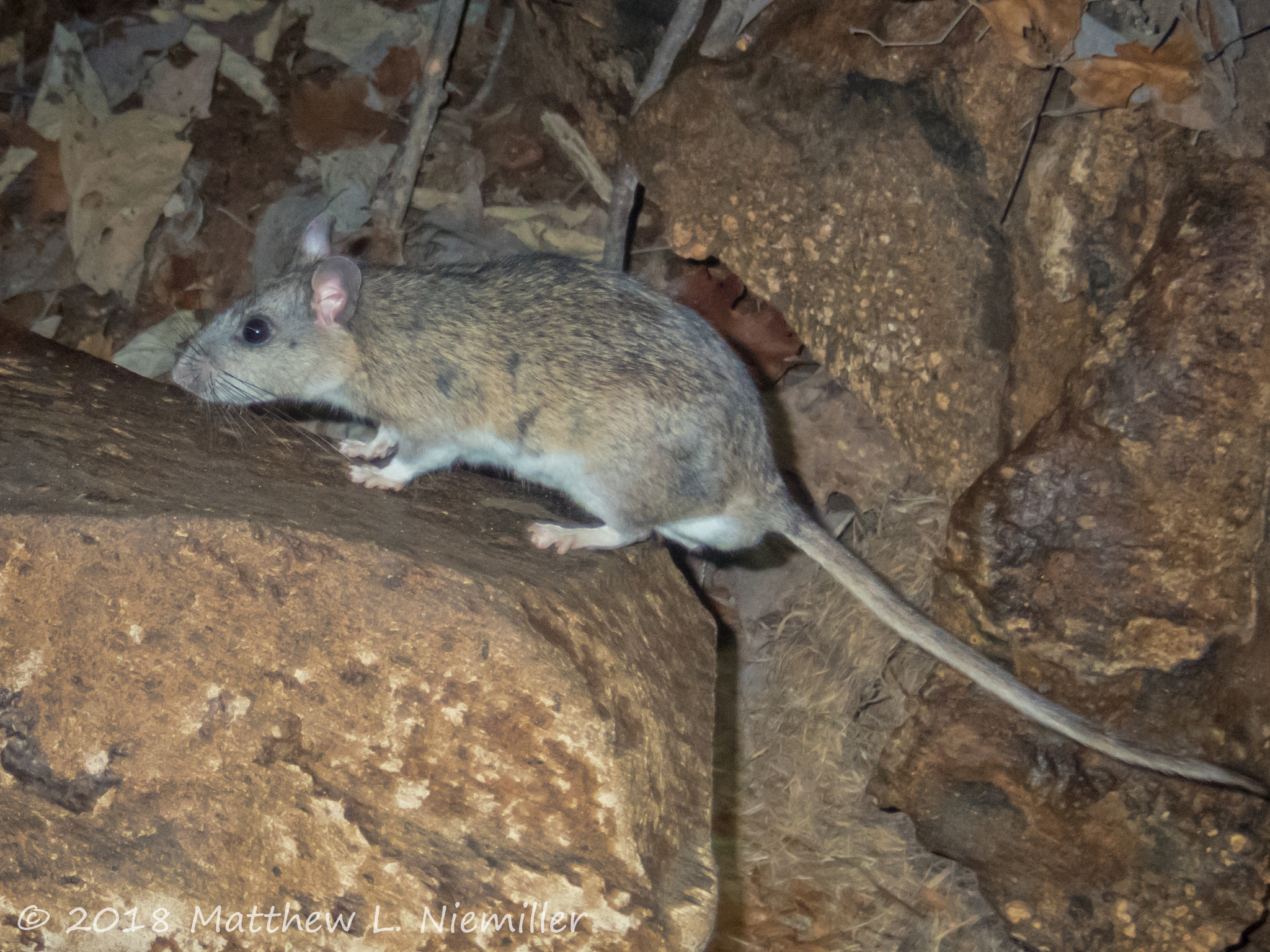 Allegheny Woodrat in the twilight zone of a cave in Jackson County, Alabama, USA