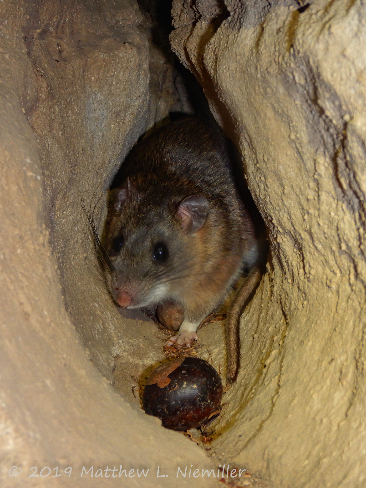 Eastern Woodrat in a cave in Marshall County, Alabama, USA
