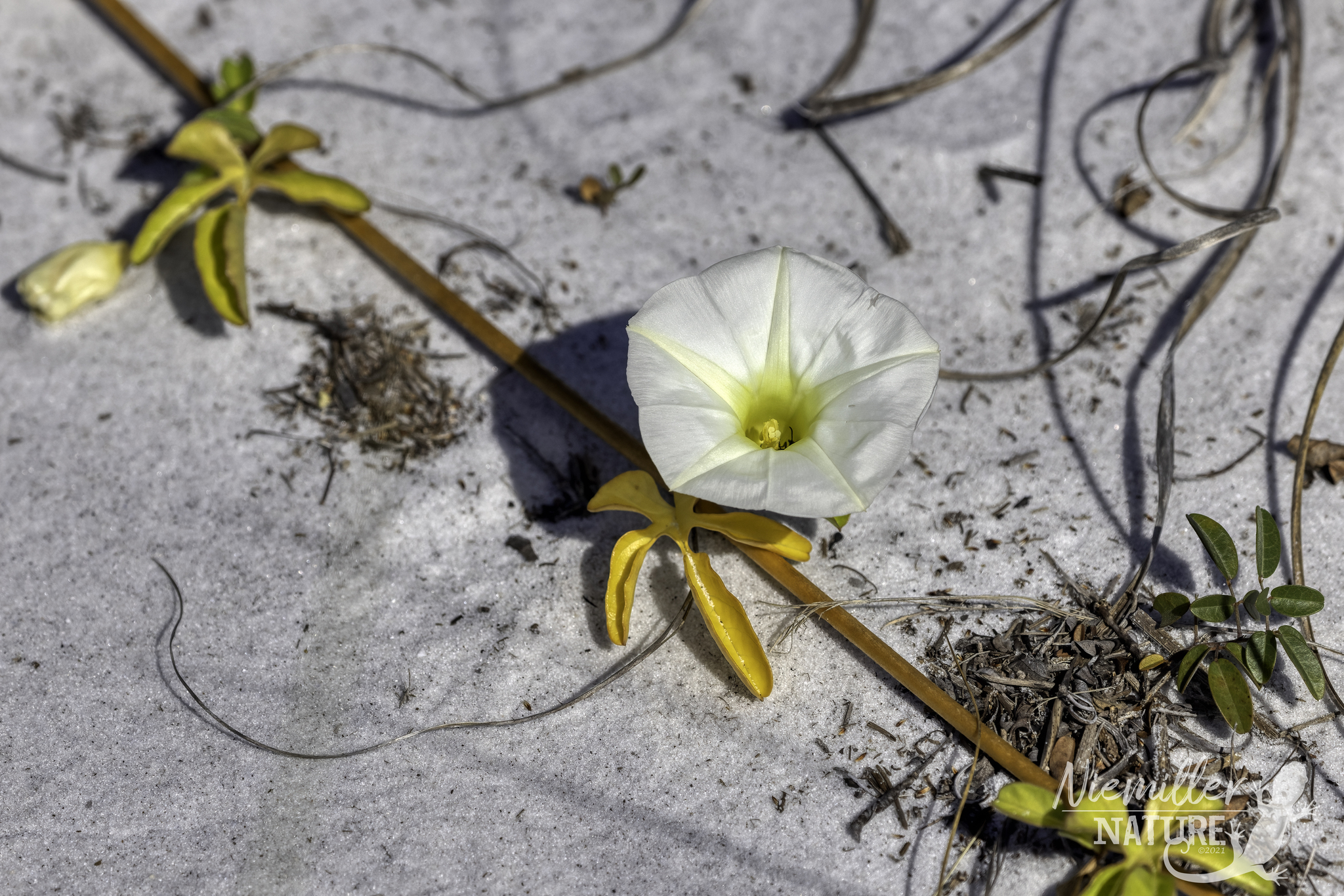 Beach Morning Glory vine and flower on a Florida white sand beach