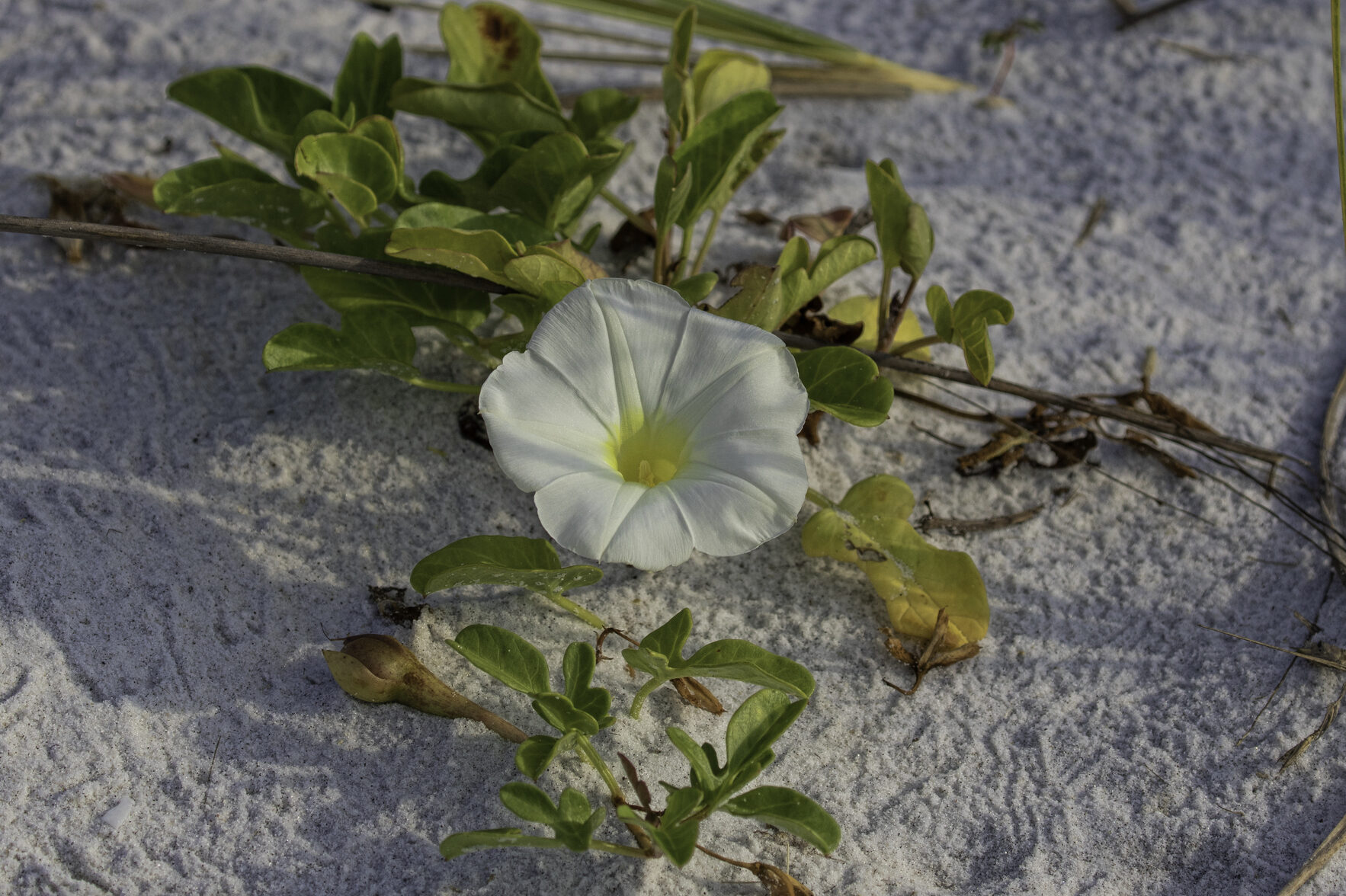 Beach Morning Glory on a white sand beach
