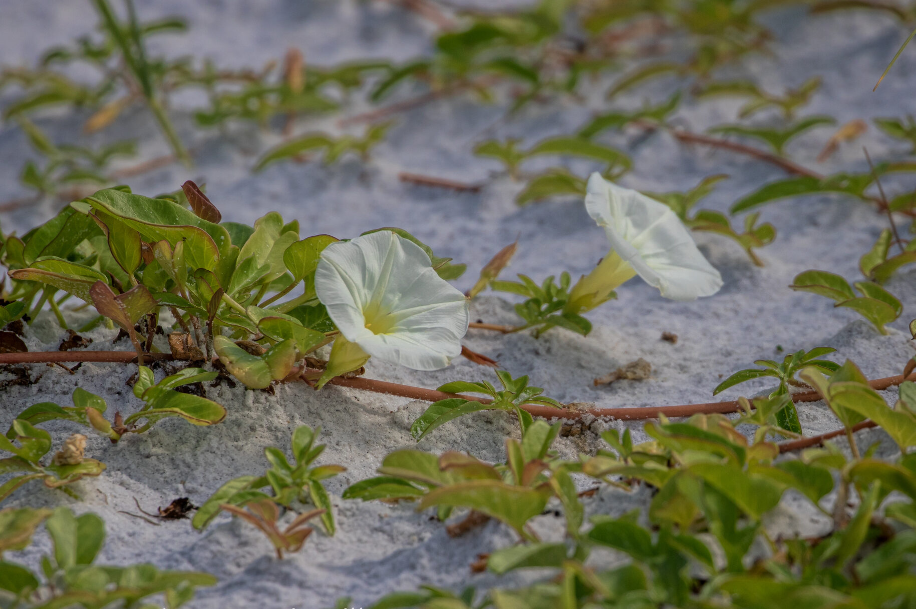 Beach Morning Glory with two flowers on a white sandy beach