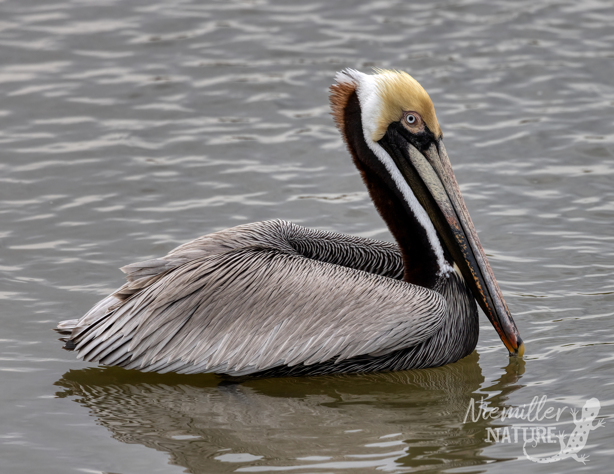 Brown Pelican adult swimming