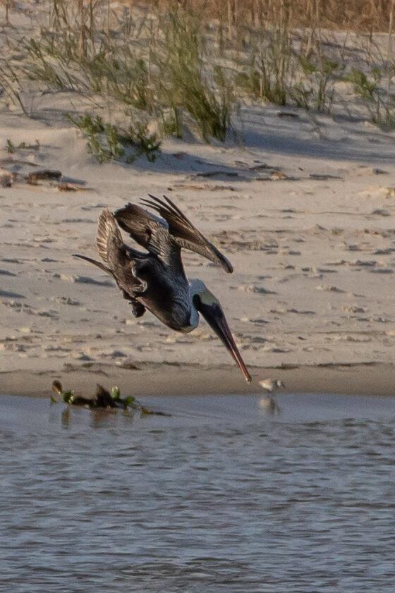 Brown Pelican diving into a bay