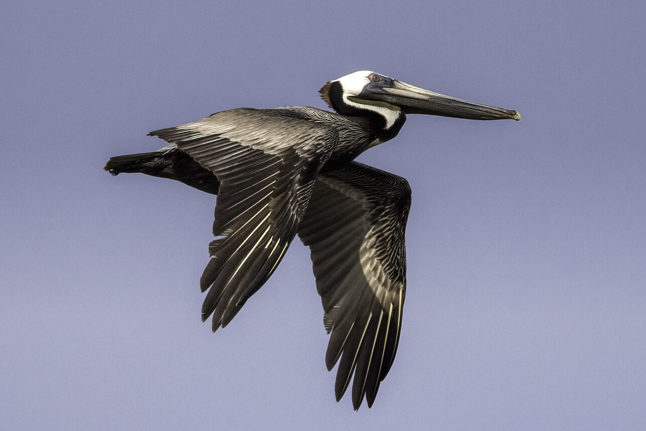 Brown Pelican in flight