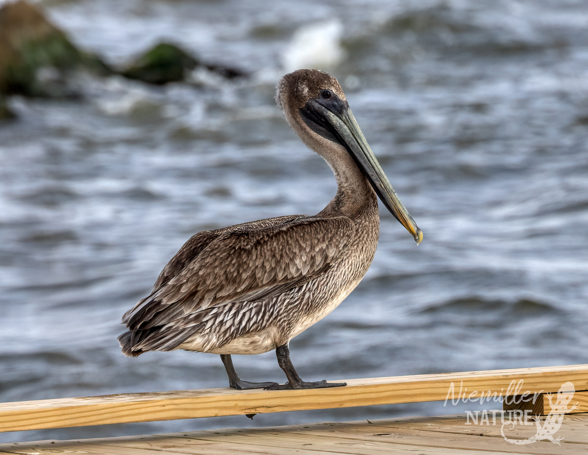 Brown Pelican juvenile standing on a pier with the ocean in the background