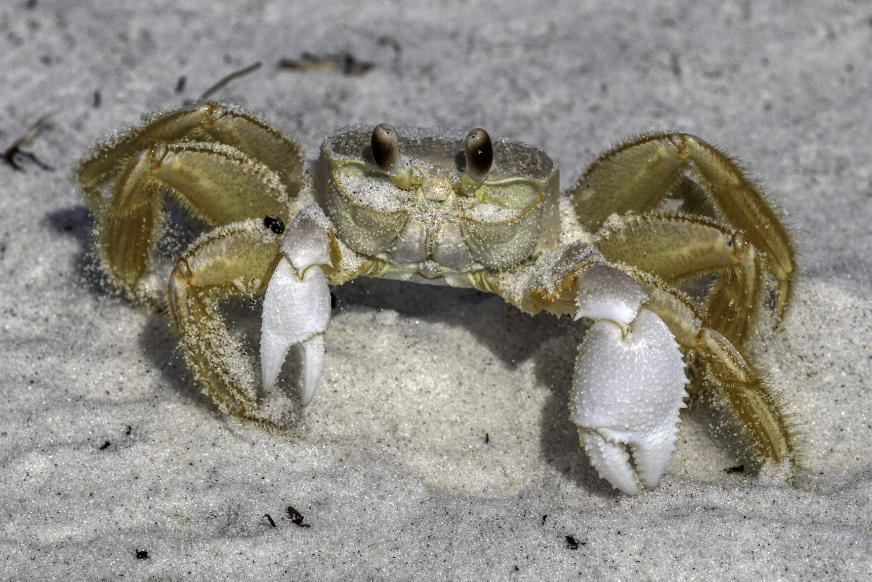 An Atlantic Ghost Crab crawling along a sandy beach on the Gulf Coast