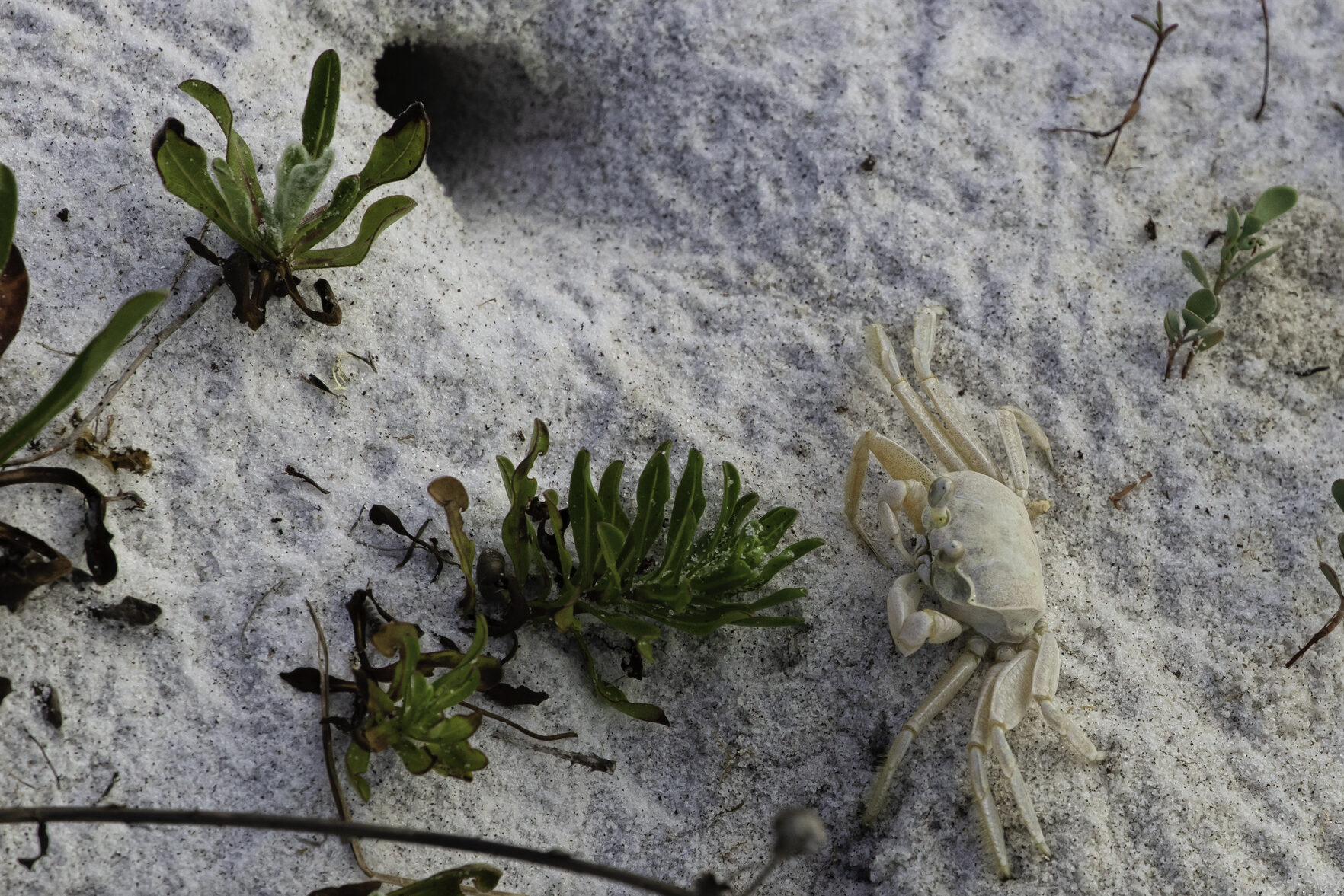 An Atlantic Ghost Crab just outside of its burrow on a sandy beach along the Gulf Coast