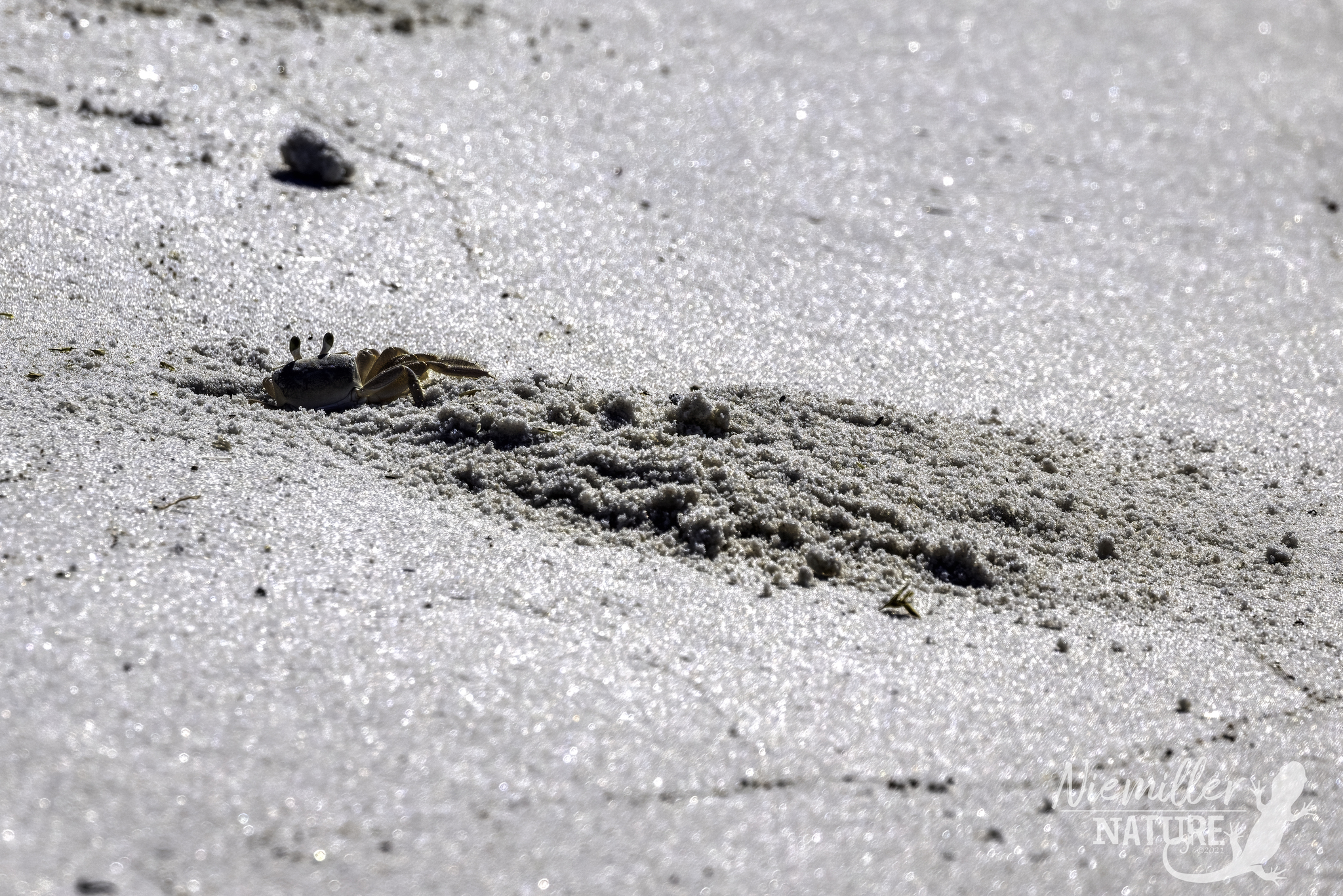 An Atlantic Ghost Crab digging a burrow on a white sandy beach along the Gulf Coast