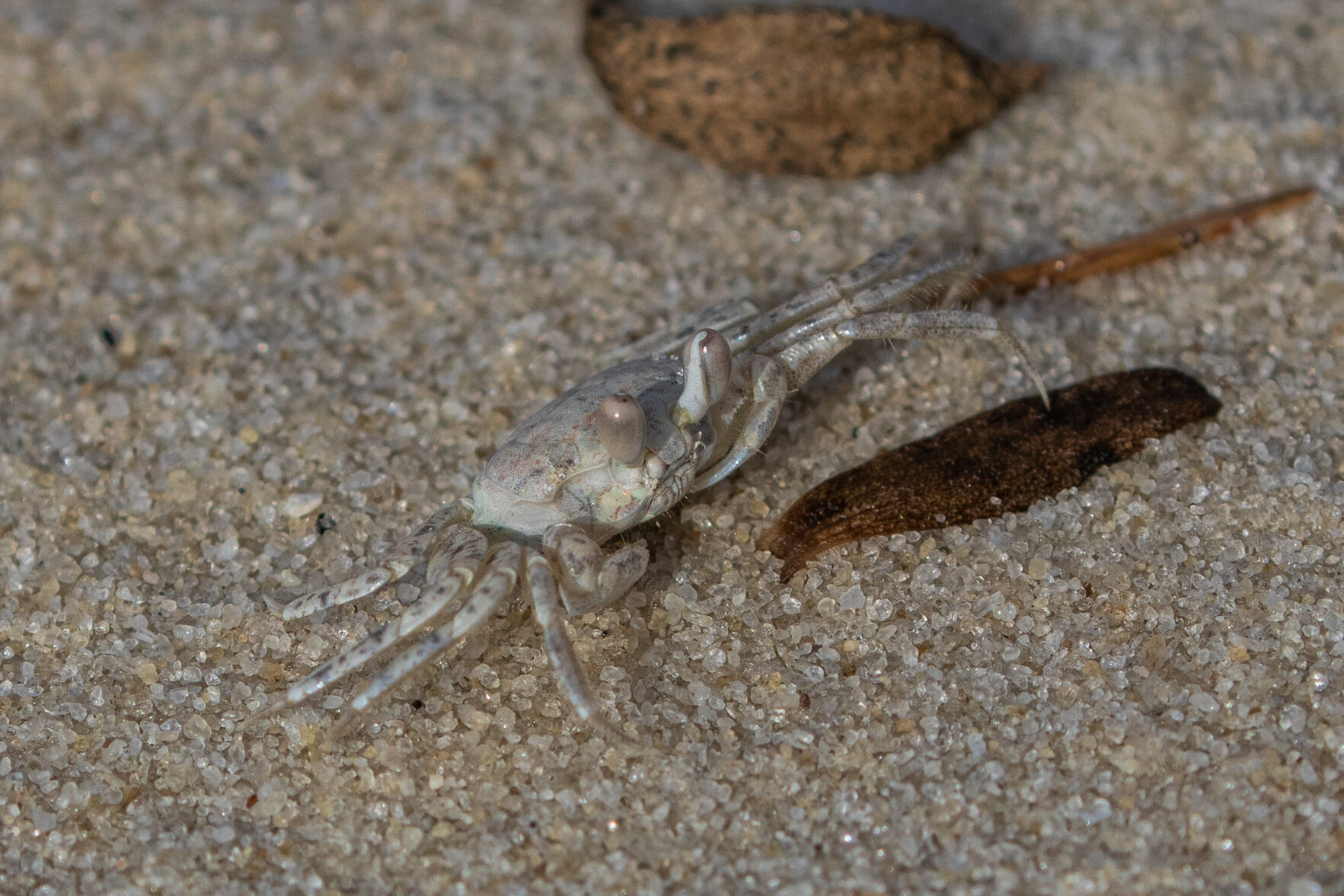 An Atlantic Ghost Crab looking for food on a sandy beach