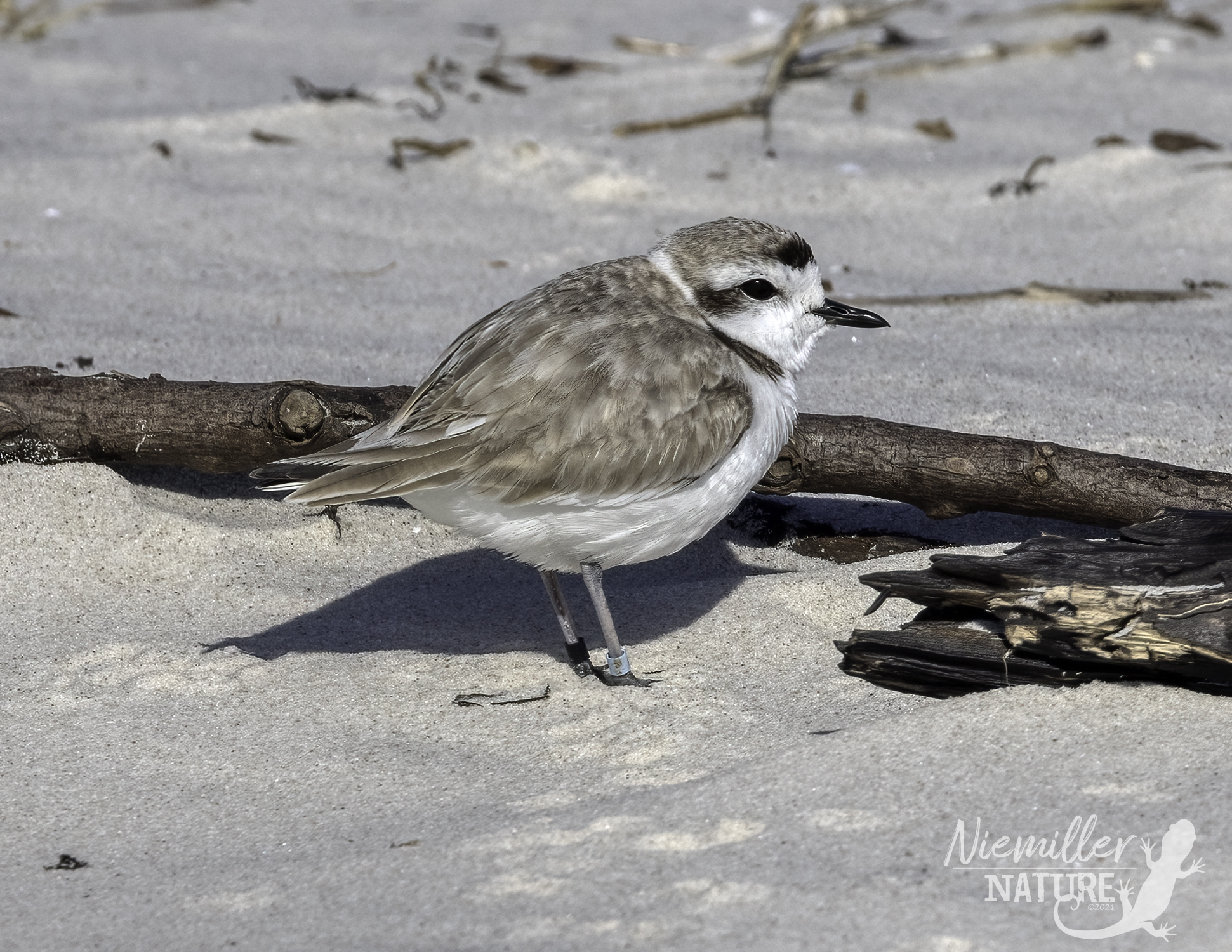 An adult Snowy Plover with black and blue identification leg bands on a white sandy beach