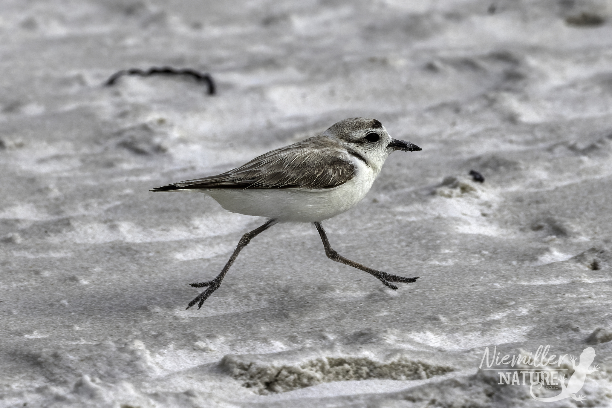 A Snowy Plover running on a white sandy beach