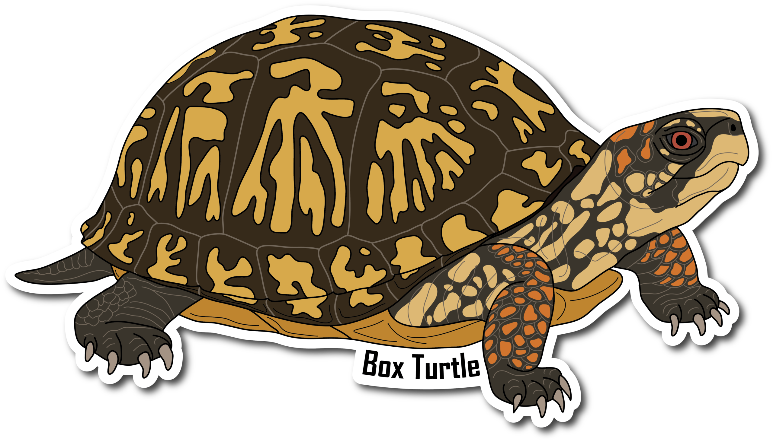 Box Turtle Vinyl Die Cut Sticker, 3 inch