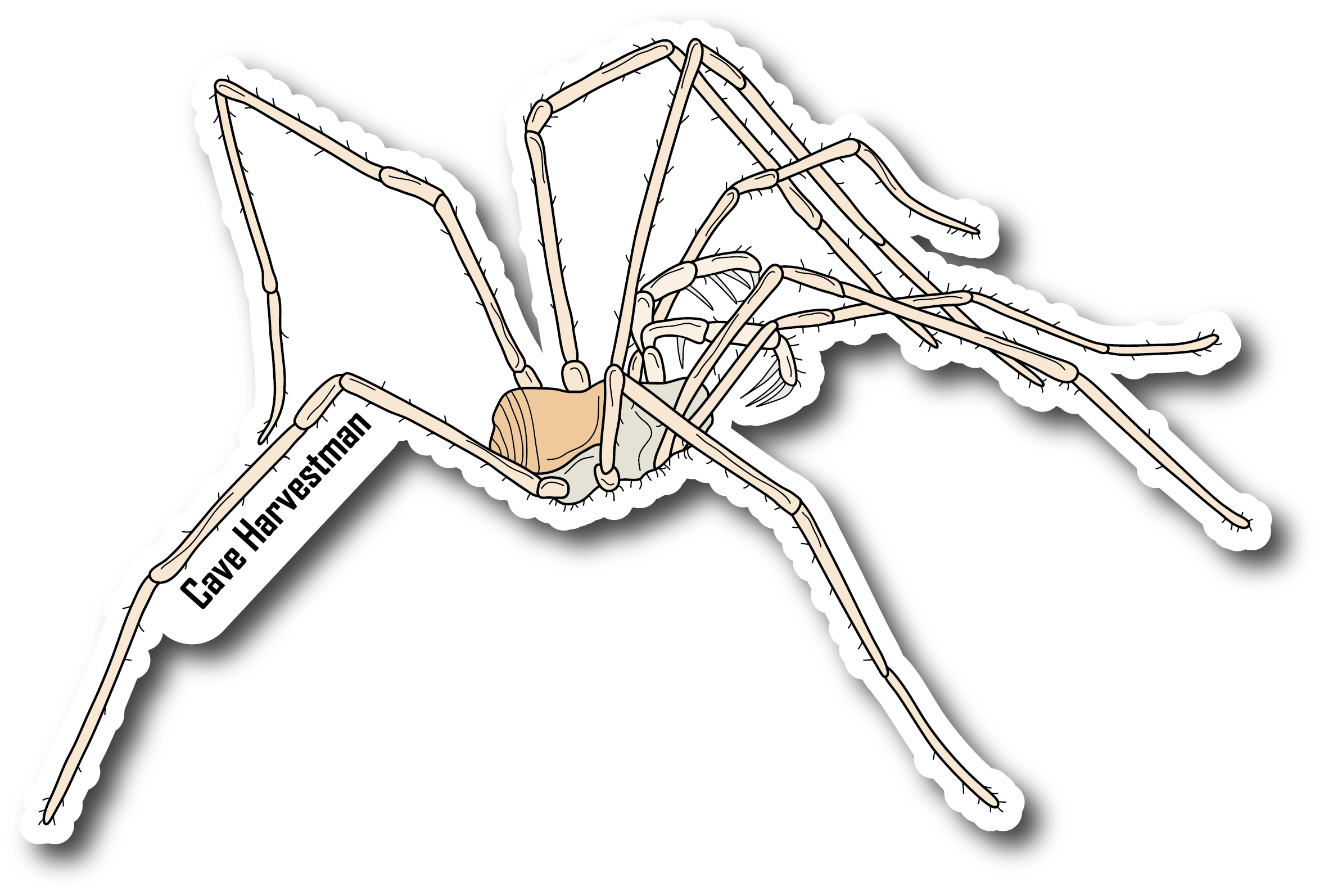 Cave Harvestman Vinyl Die Cut Sticker, 3 inch